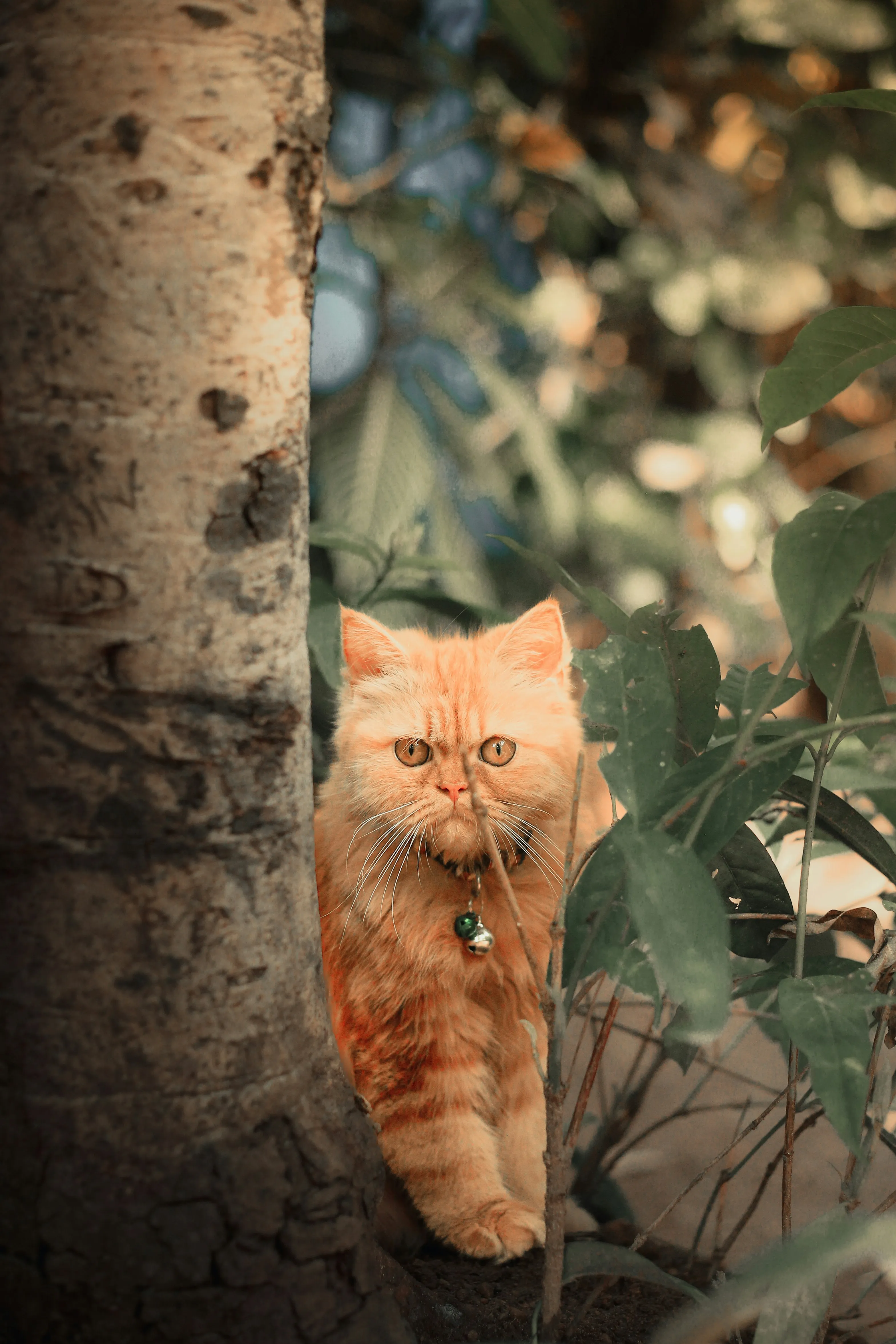 Cat Hiding Behind Tree with Sunlight Reflections Wallpaper