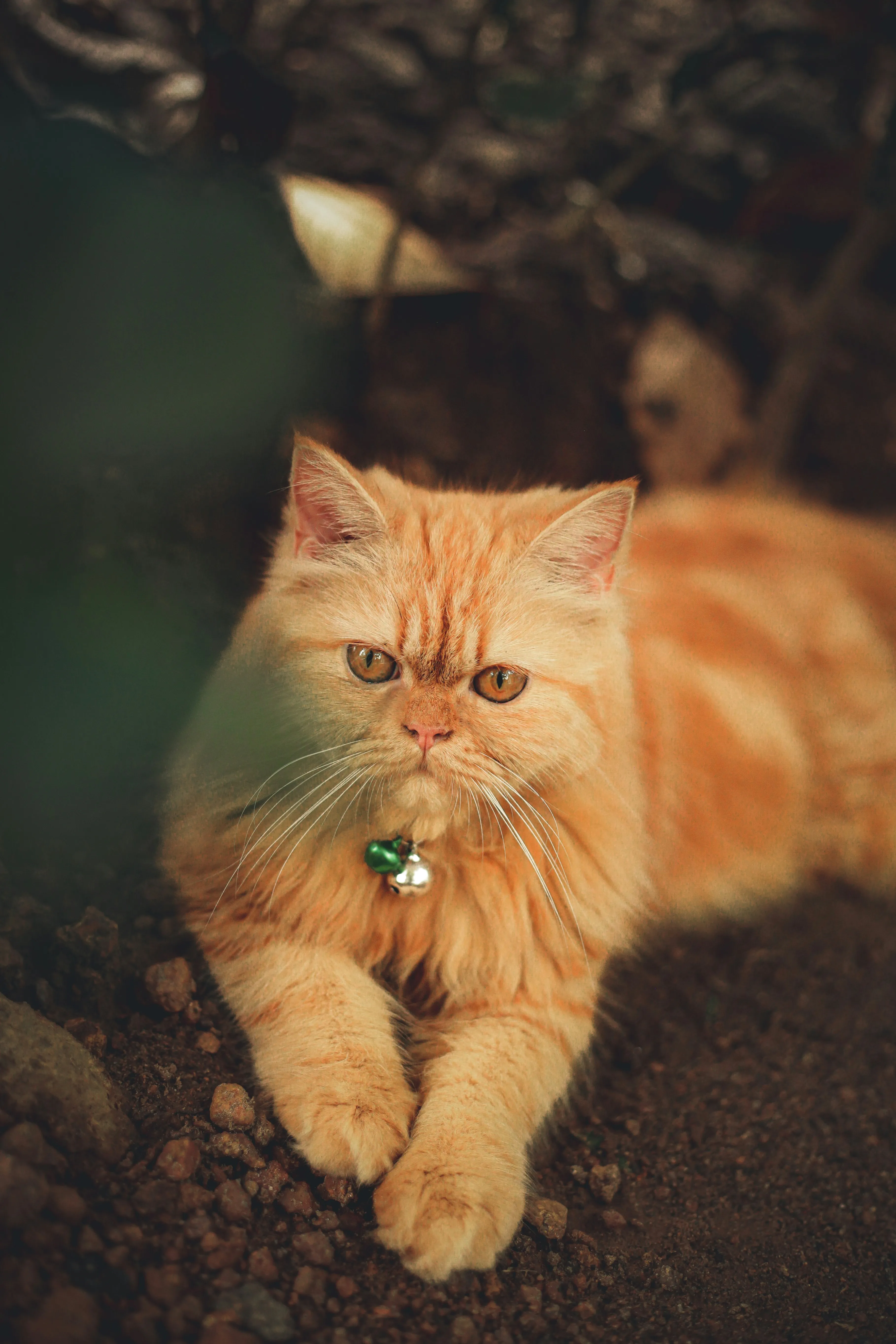 Cat Relaxing in Nature Reflecting Comfort and Love Wallpaper