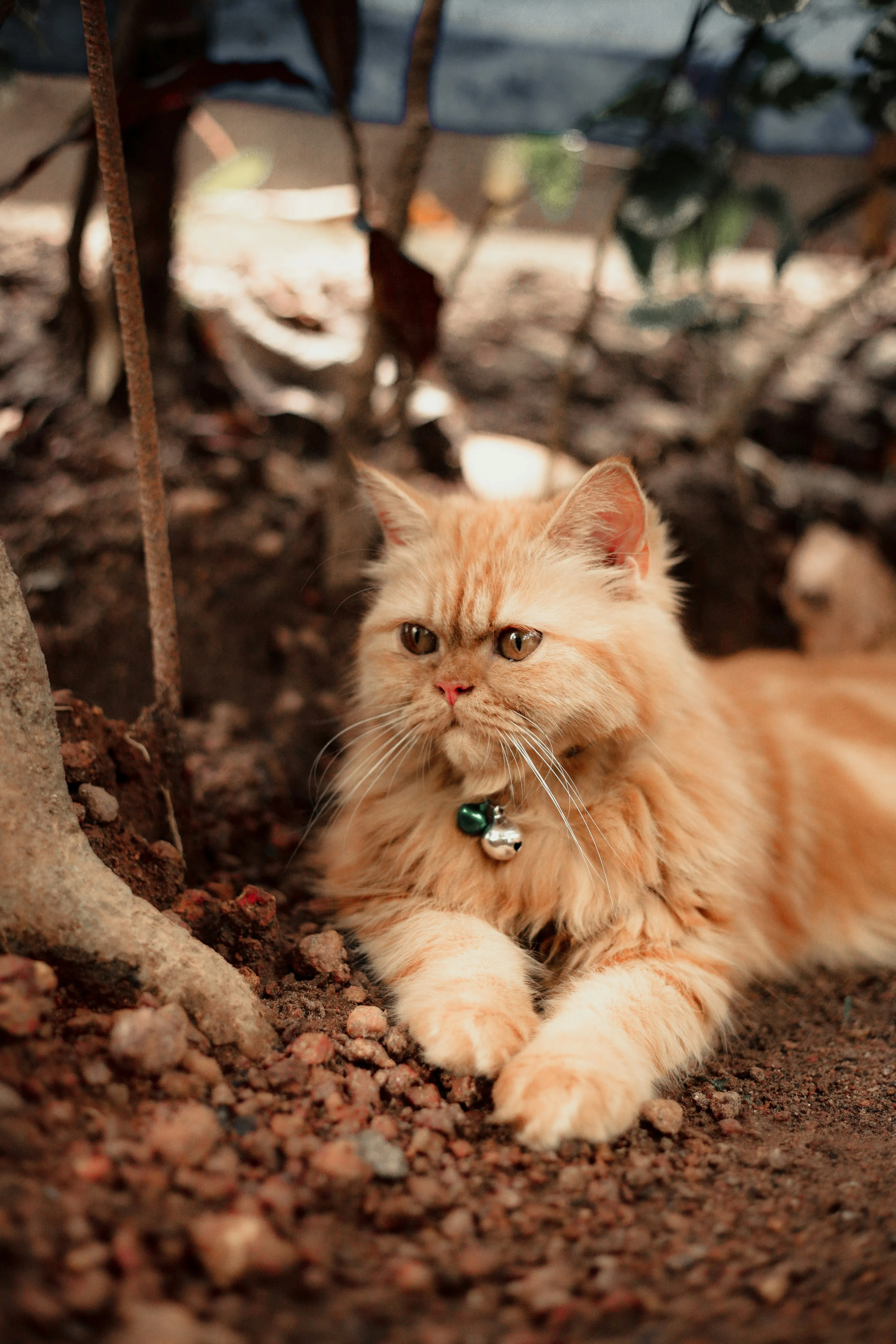 Cat Relaxing Outdoors in Warm Gentle Afternoon Light