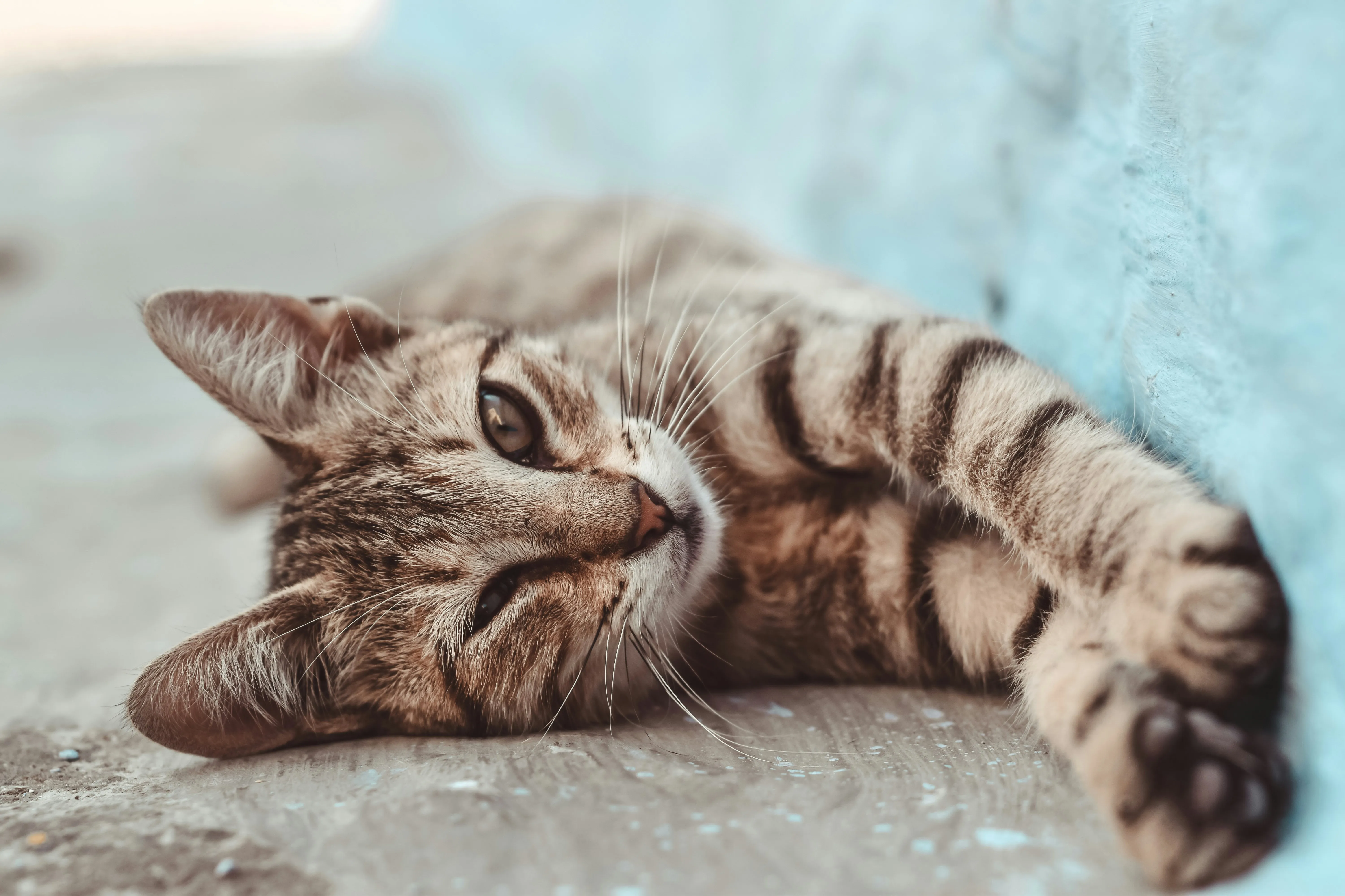 Cat Sleeping Comfortably on Soft Blue Blanket Wallpaper