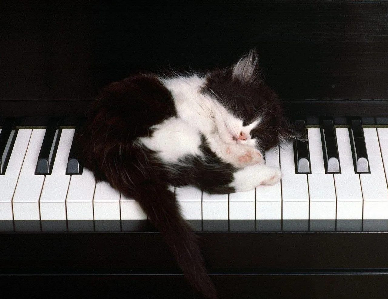 Cat Sleeping on Piano Keys Reflecting Peaceful Love
