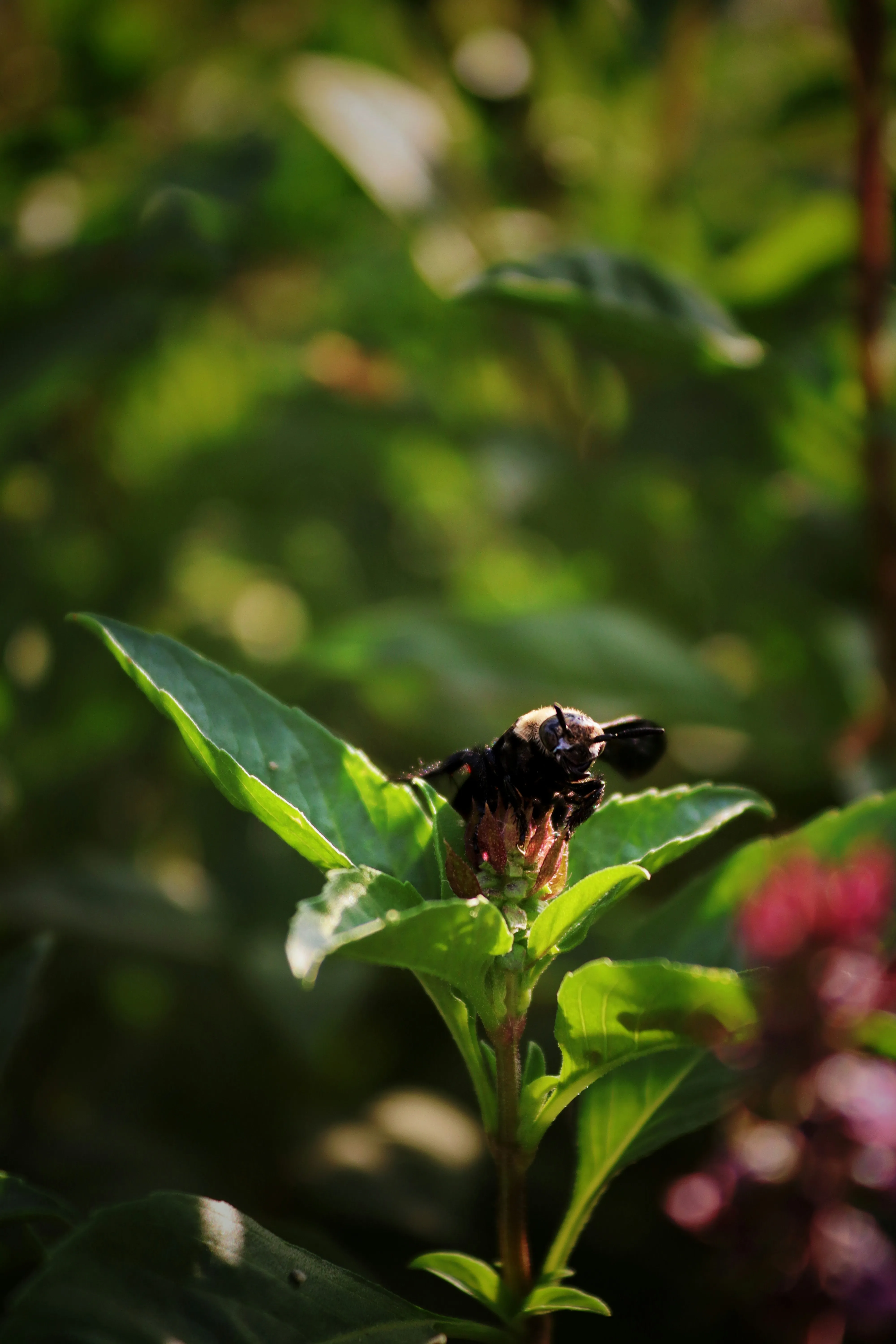 Close up of a bee resting on a green leaf in sunlight