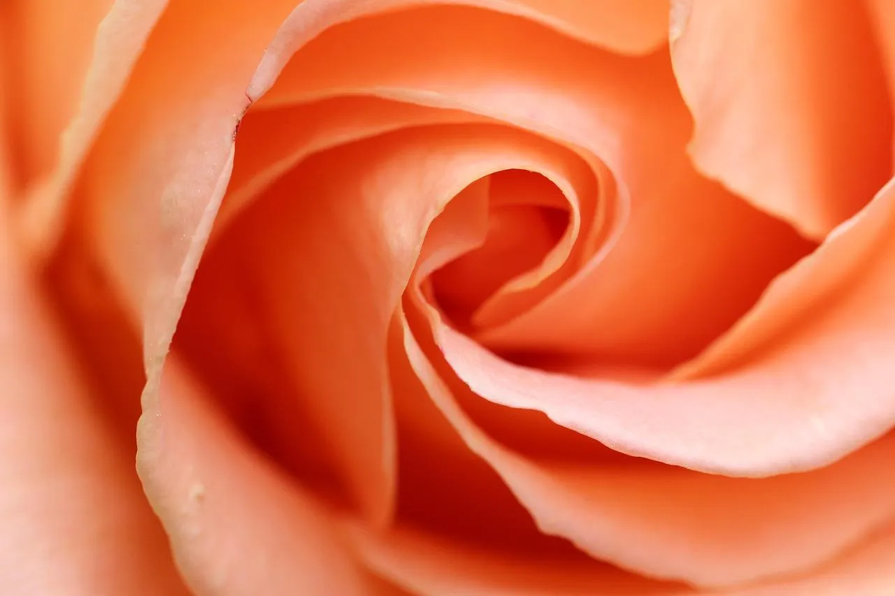 Close Up of Orange Rose Petals in Romantic Warm Tone