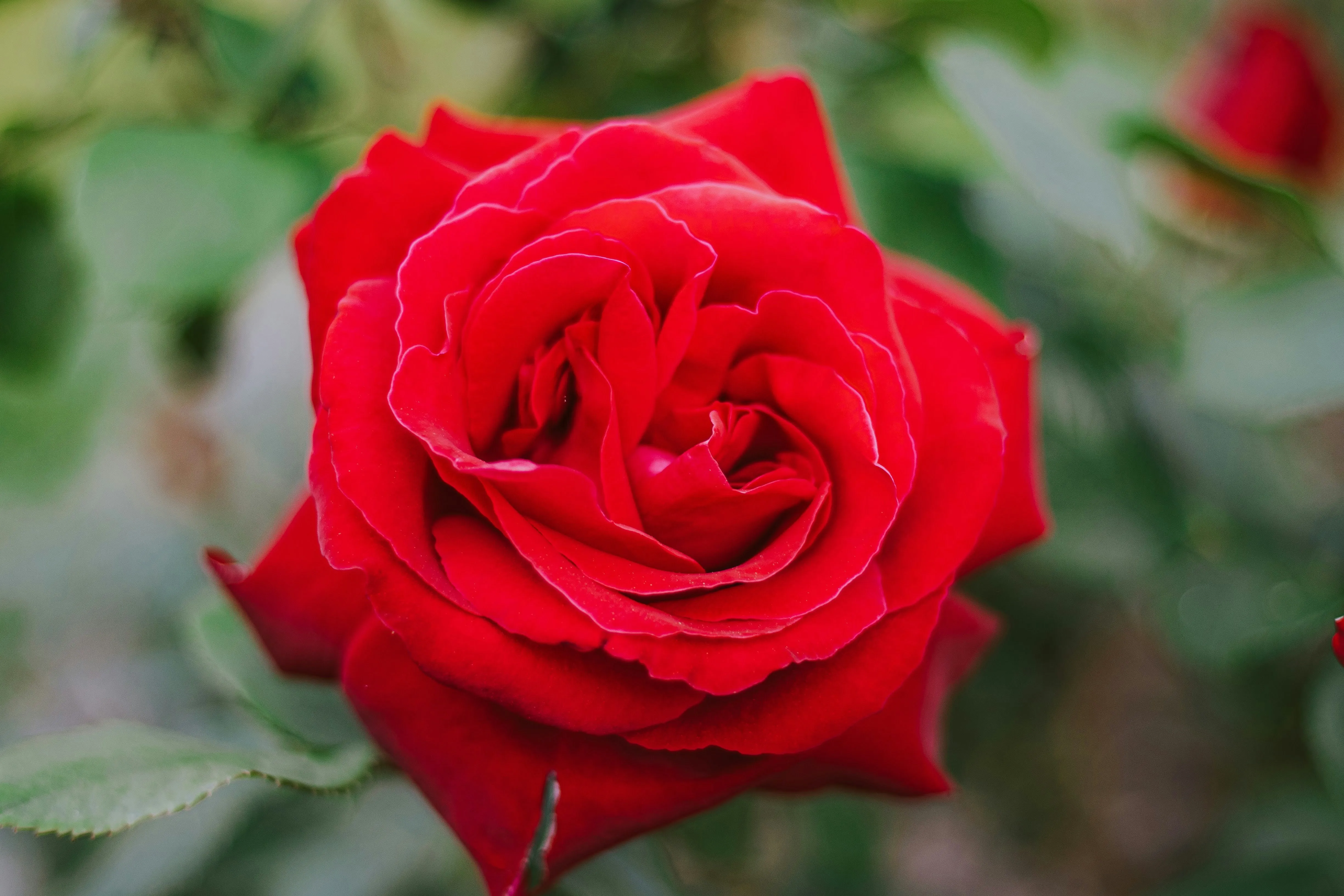 Close Up of Red Rose Showing Natural Perfection Wallpaper
