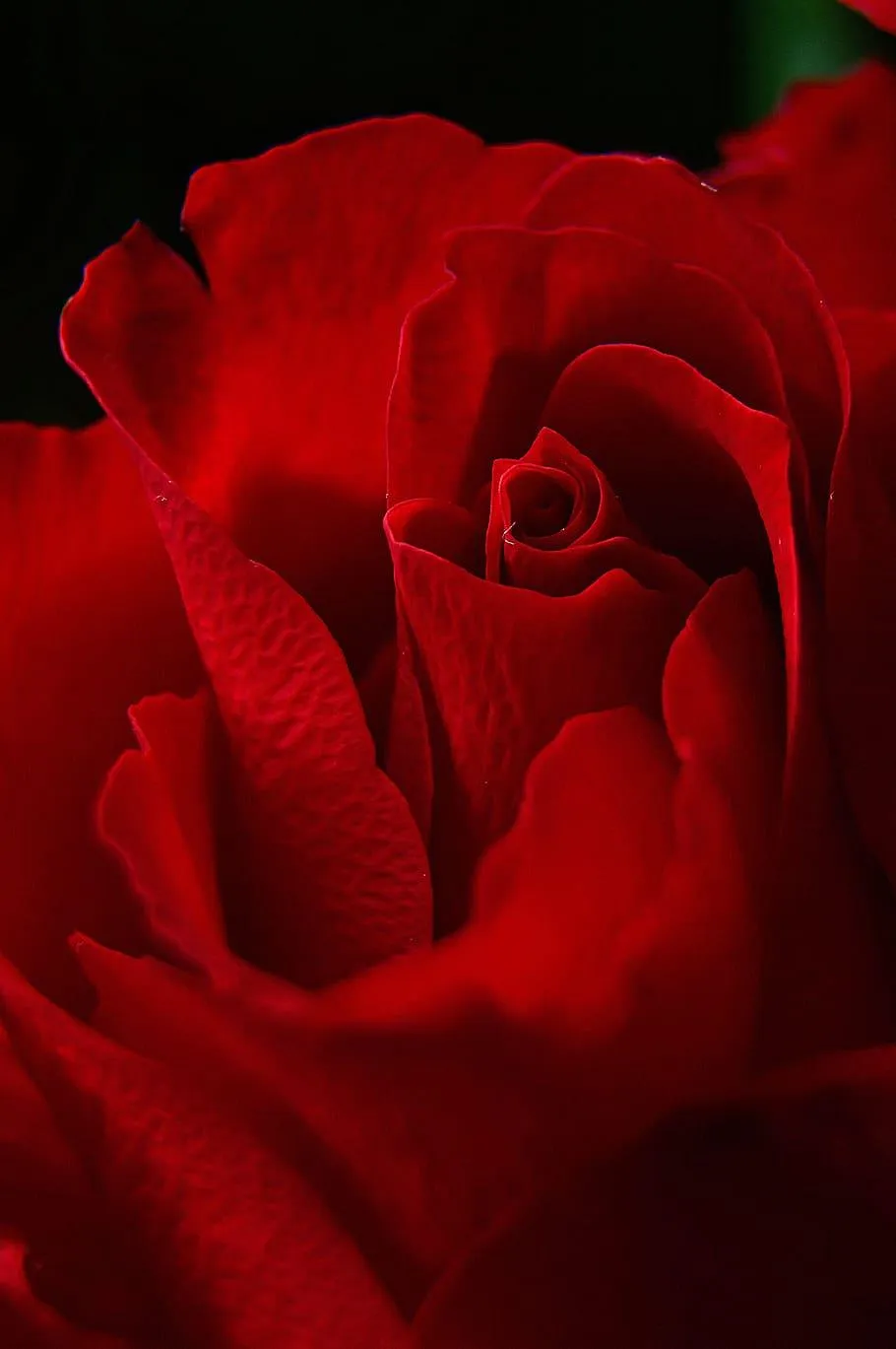 Close Up of Red Rose Symbolizing Deep Affection Wallpaper
