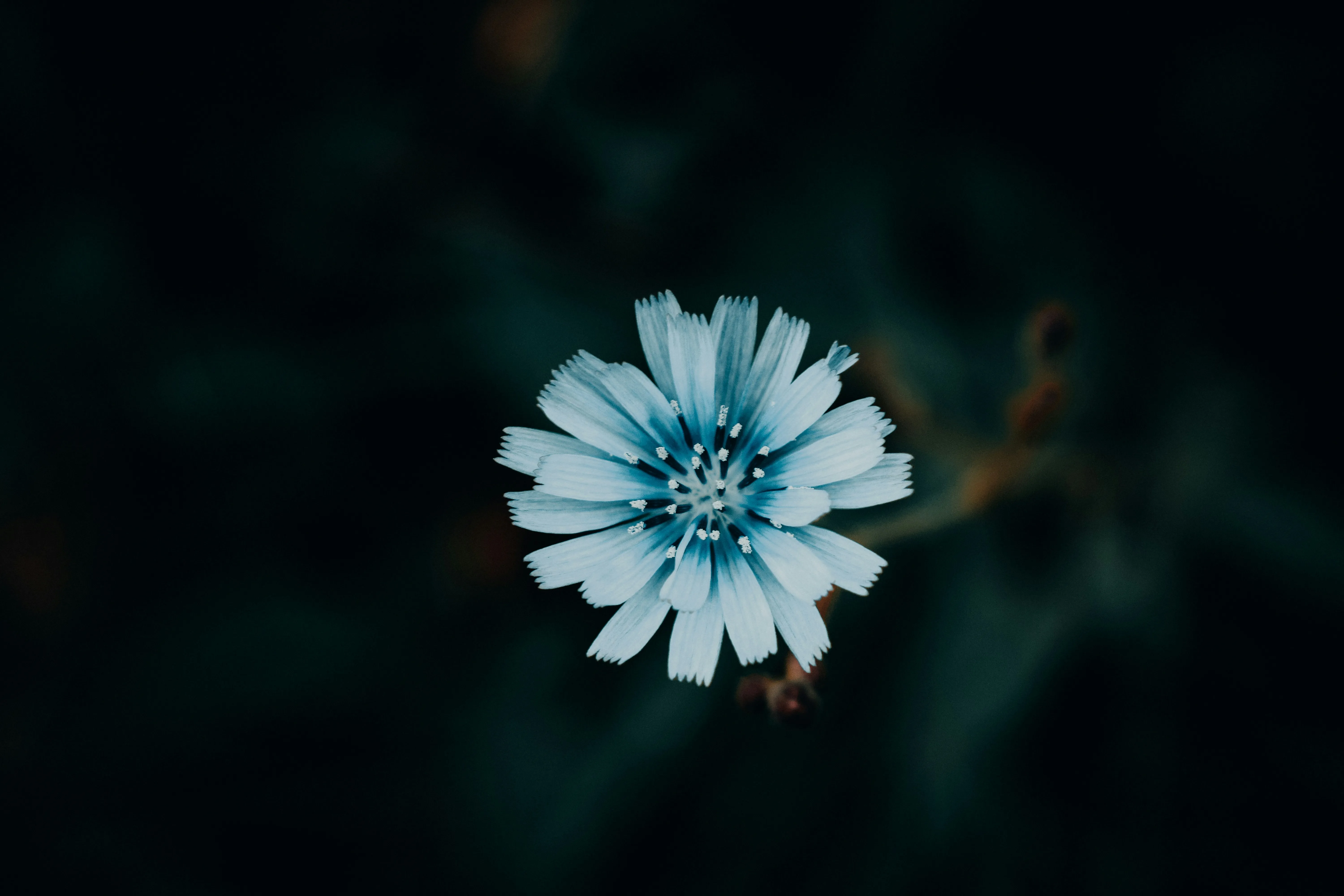 Close Up of Small Blue Flower in Dark Background Wallpaper