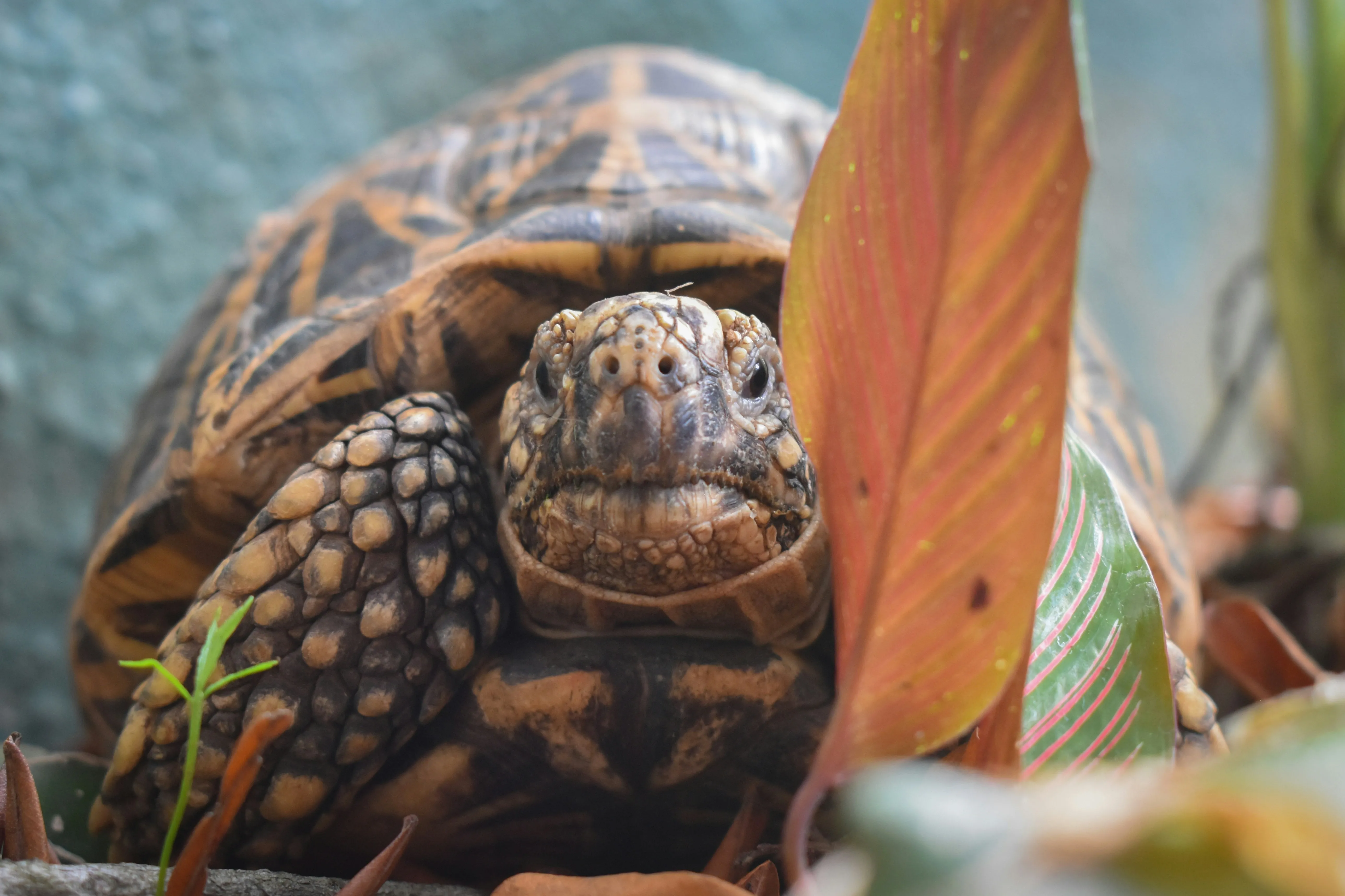 Close View of Turtle Resting Among Green Leaves Wallpaper