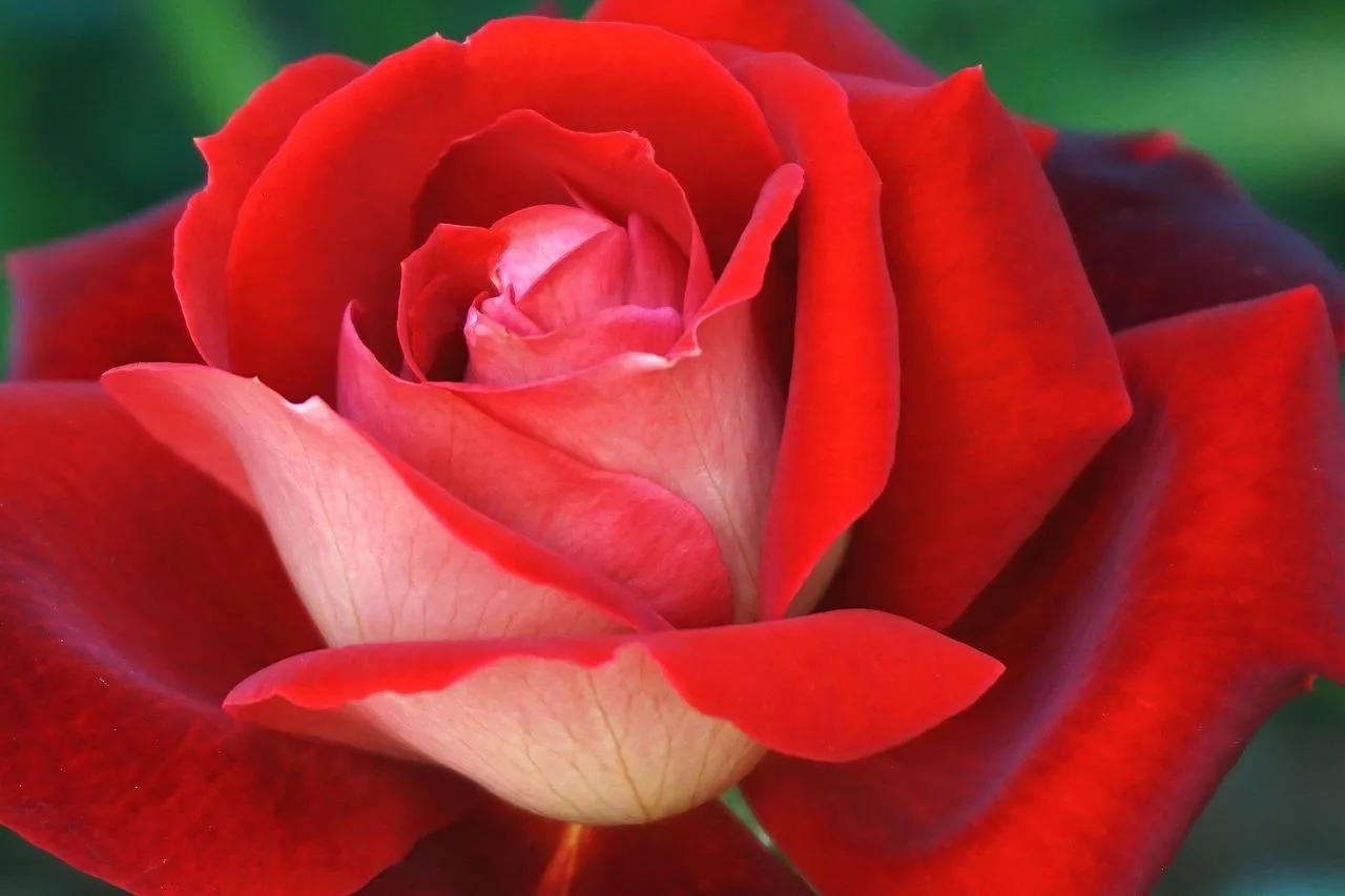Closeup of Beautiful Red Rose Symbolizing Love and Passion