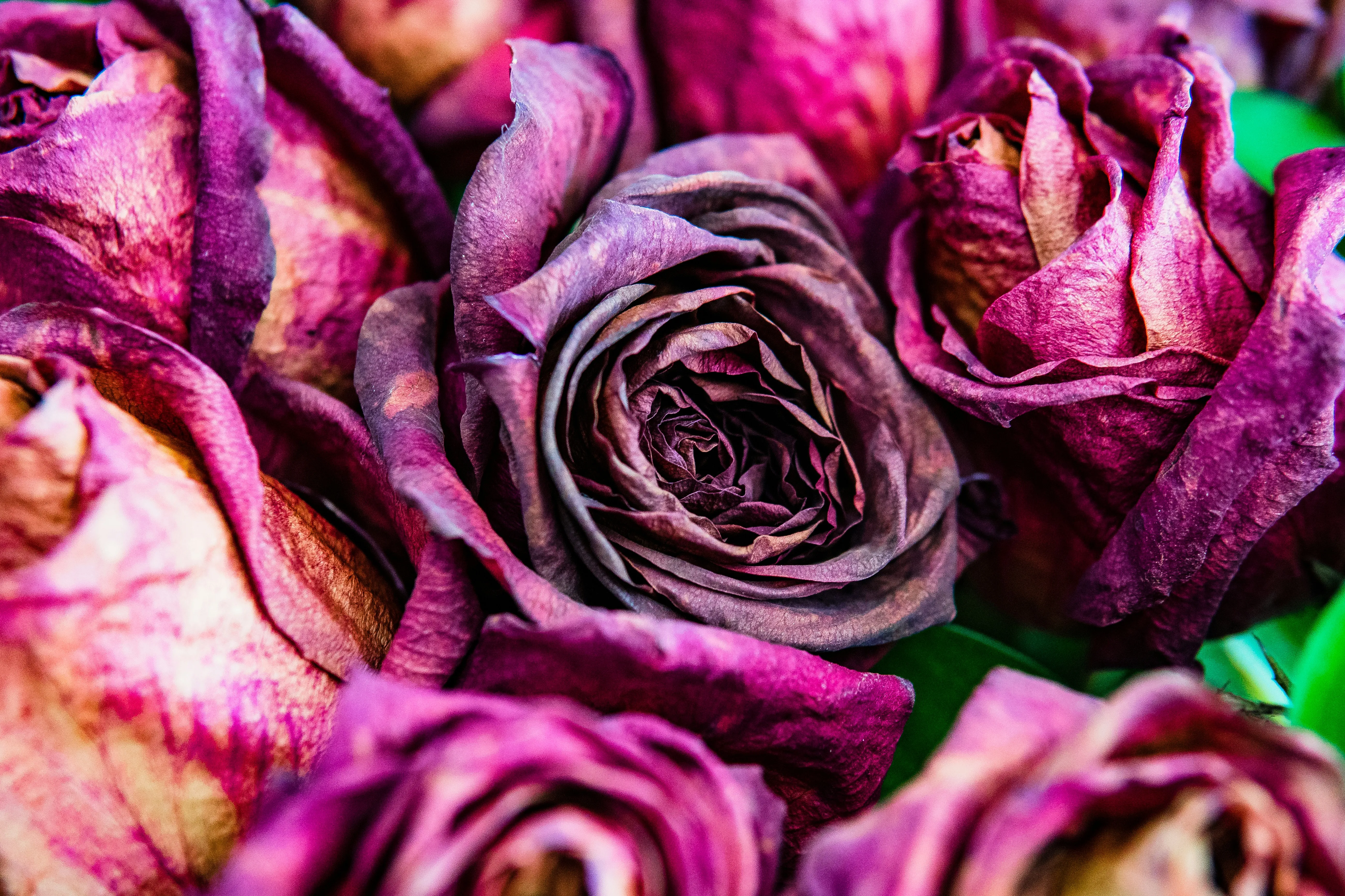 Closeup of Colorful Roses Expressing True Passion Wallpaper