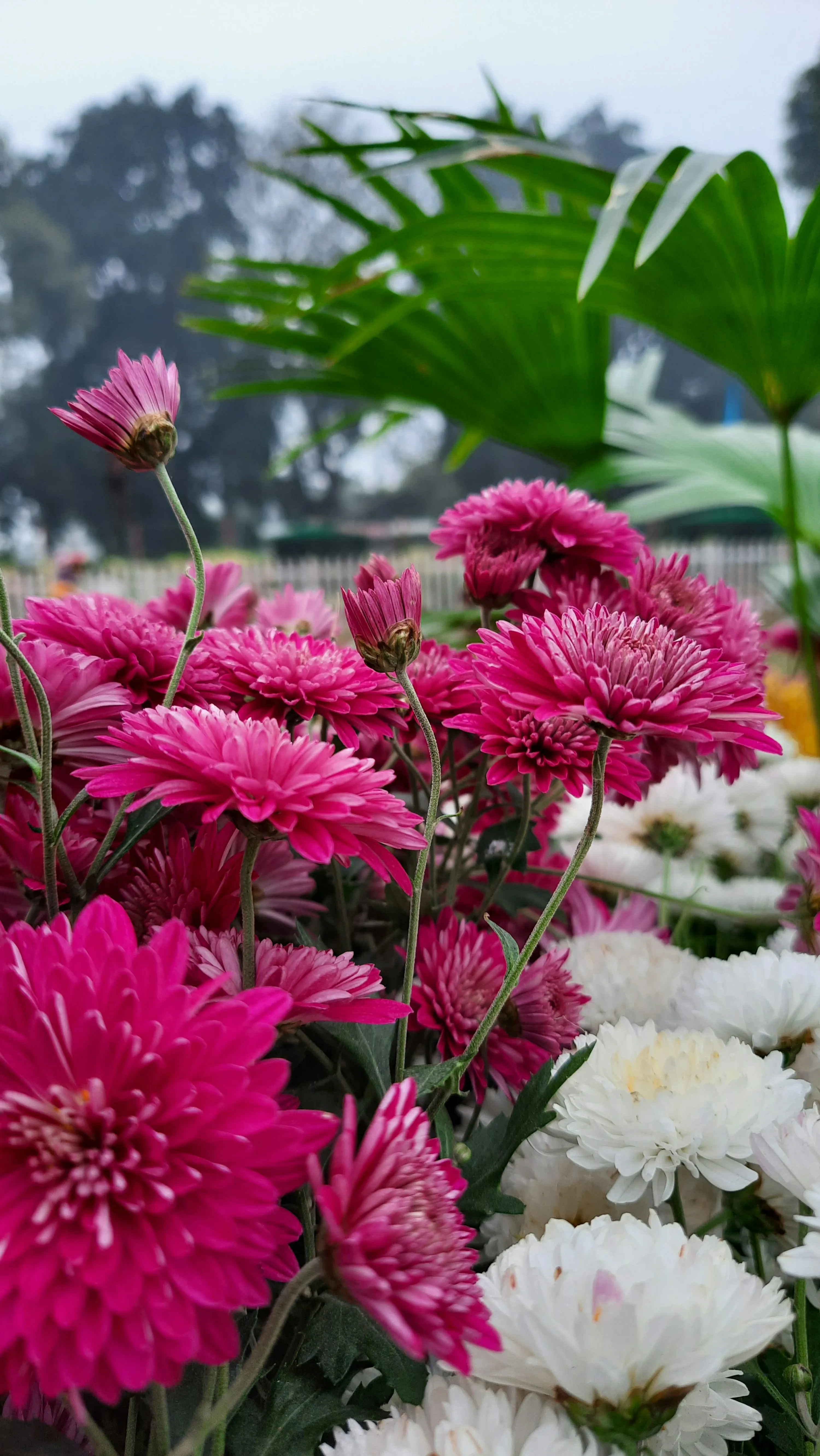 Closeup of Fresh Pink Flowers in Bloom Free Wallpaper