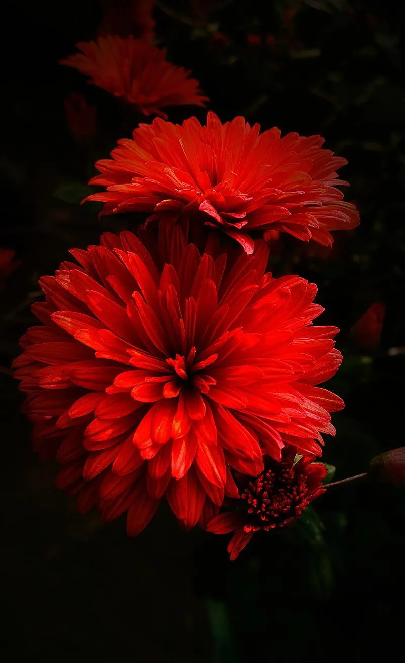 Closeup of Red Flowers Expressing the Power of True Love