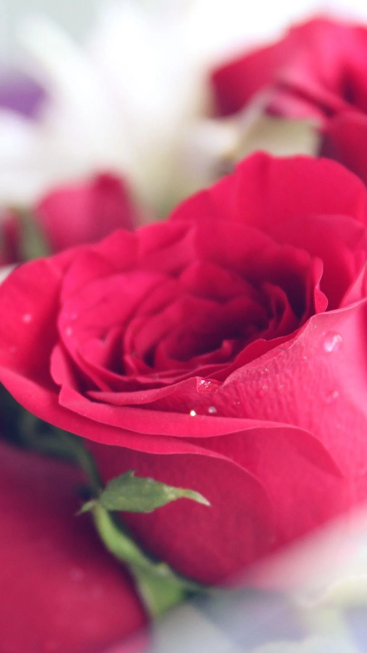 Closeup Red Rose Representing Eternal Affection Wallpaper