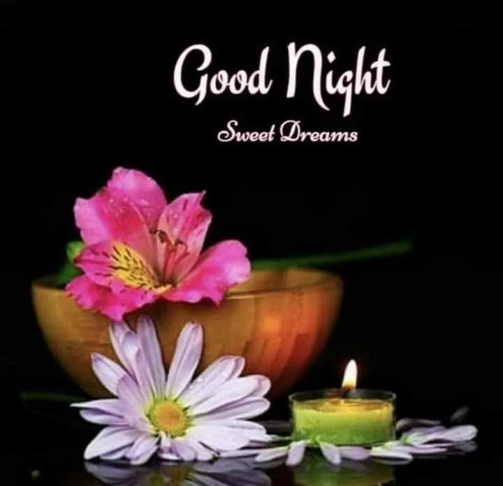 Colorful Daisies and Lotus Say Good Night with Smile