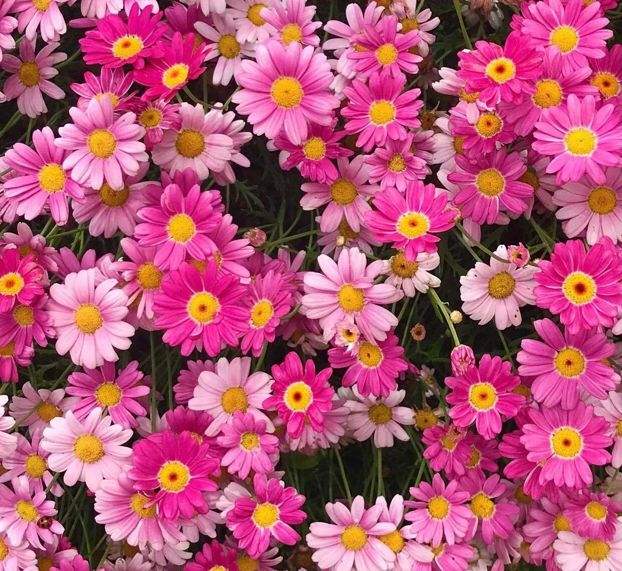 Colorful Garden of Flowers to Brighten Your Morning