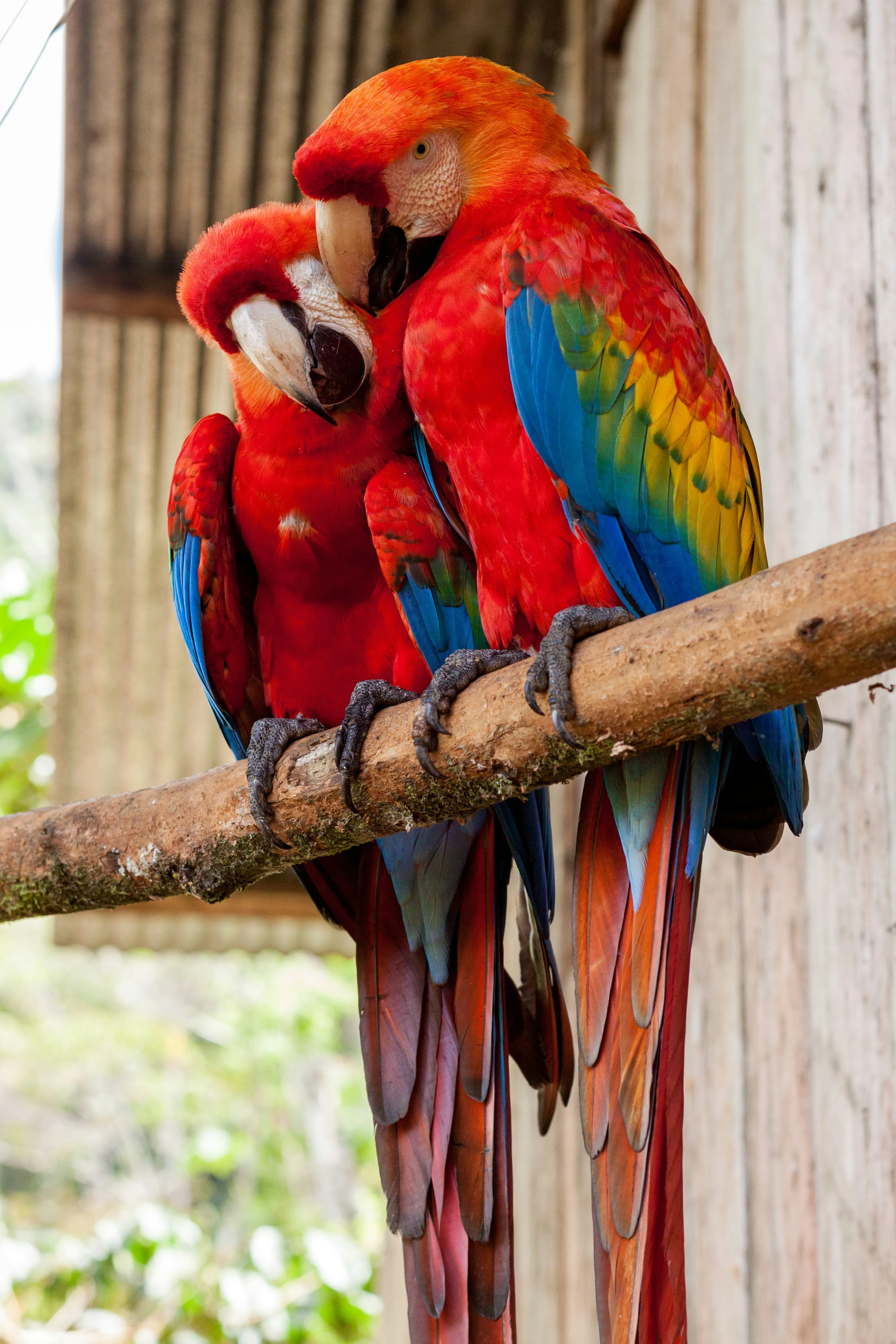 Colorful Parrots Sitting Together Showing Unity Wallpaper