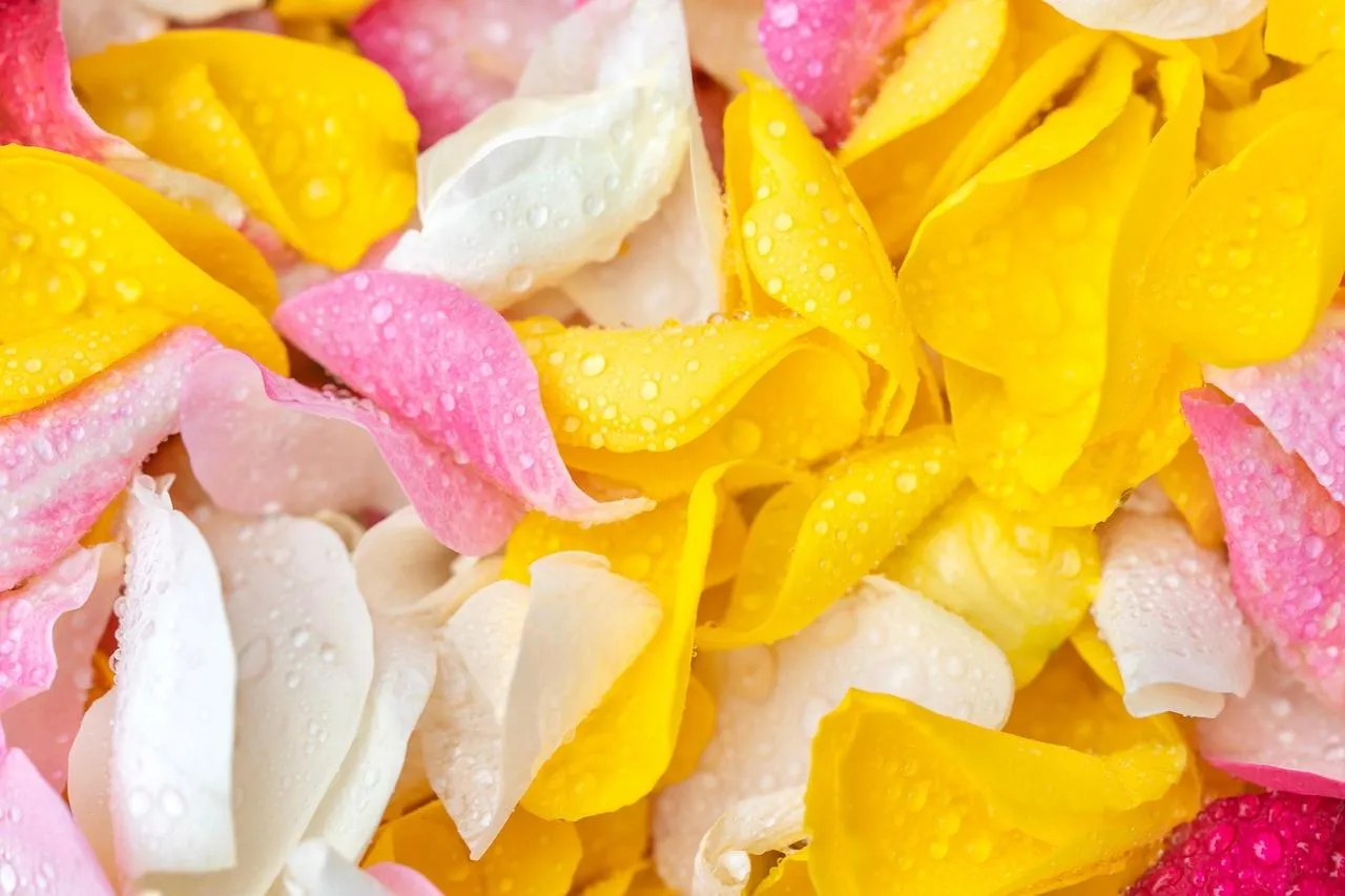 Colorful Petals Symbolizing Joy and Affection Wallpaper