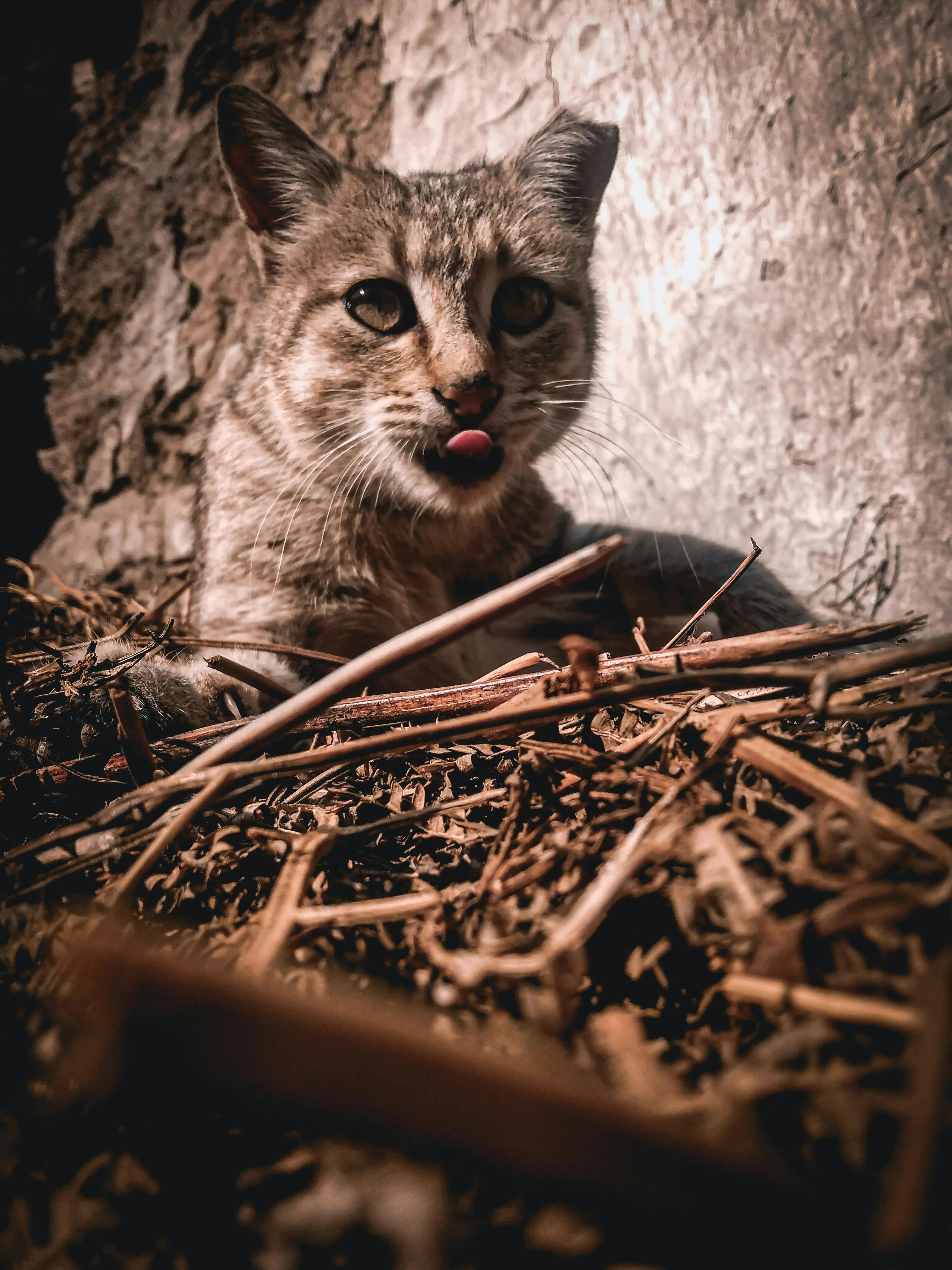 Cozy Cat in Warm Light Showing Tender Affection Wallpaper