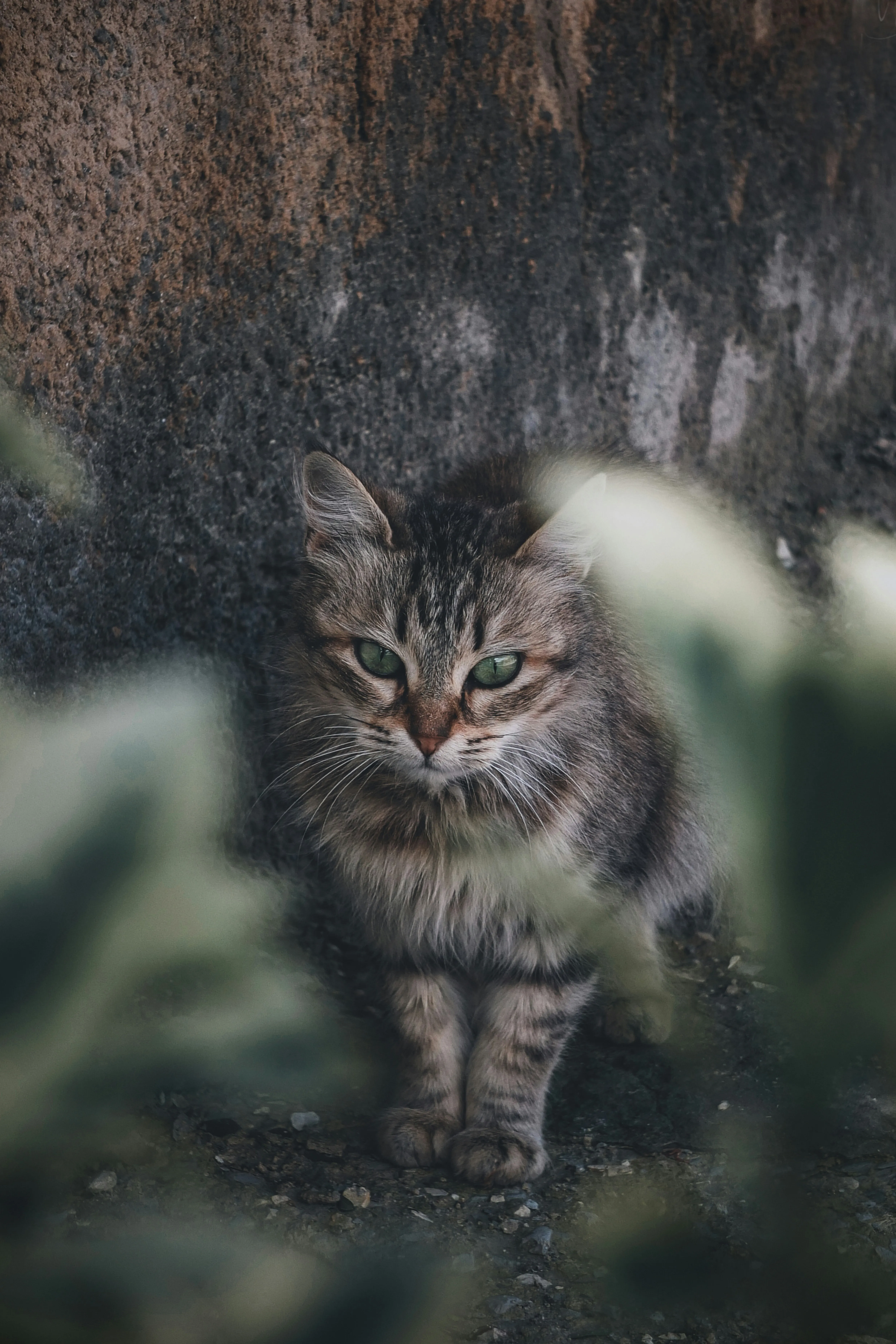 Curious Cat Looking Through Blurred Green Foliage Wallpaper