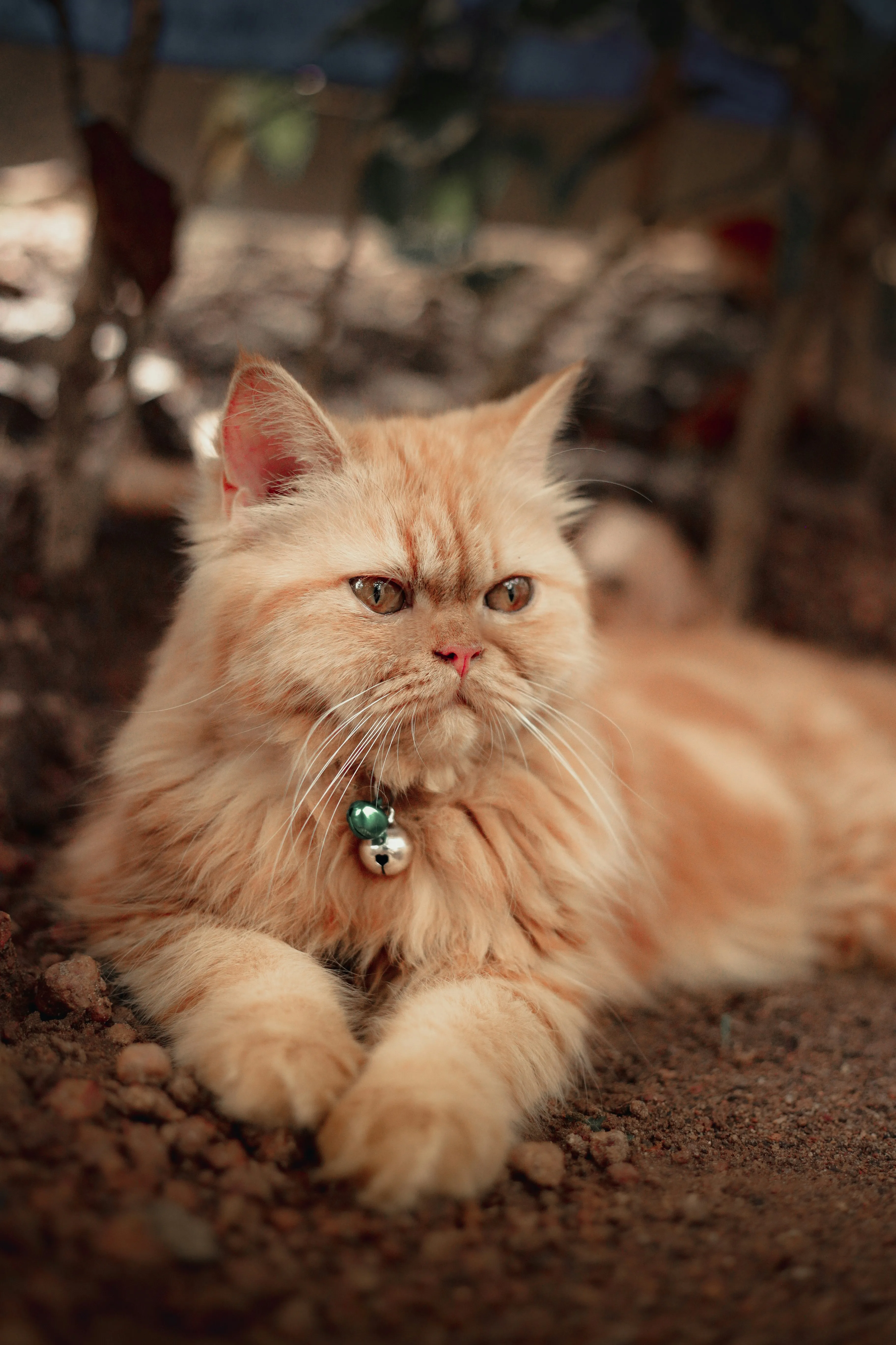 Cute Cat Sitting Peacefully Representing Warm Love Wallpaper