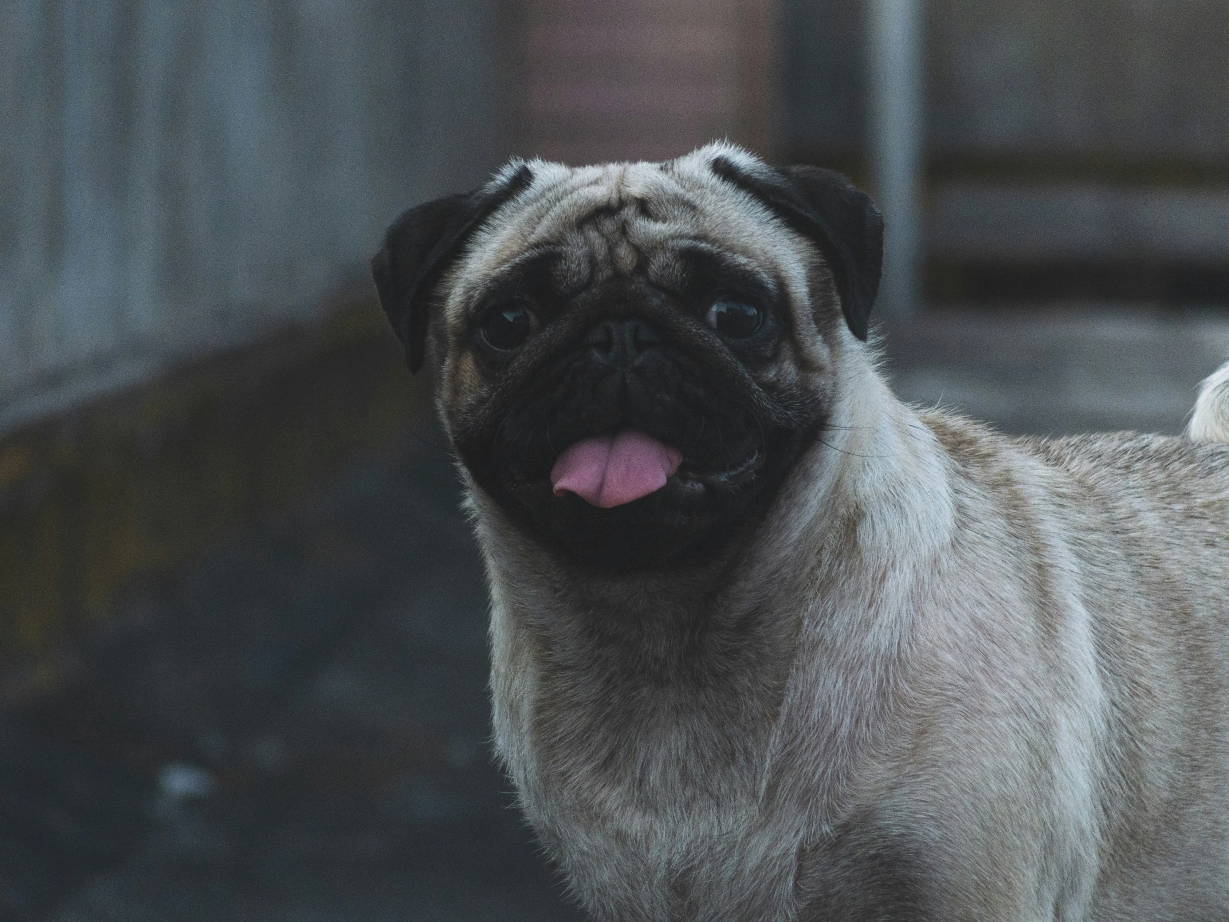 Cute Pug Dog Looking Up with Curious Expression Wallpaper