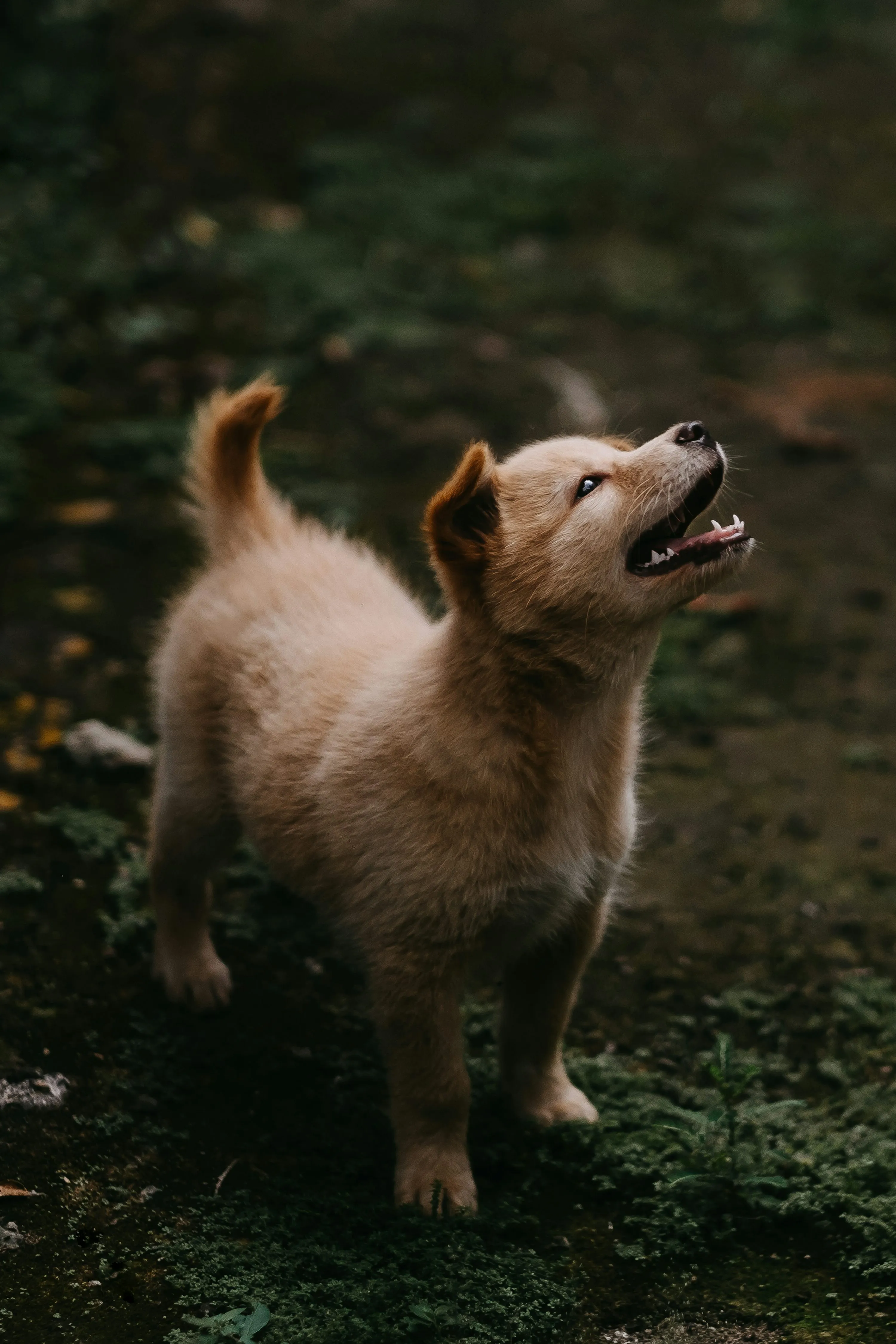 Cute Puppy Running Freely Filled with Playful Joy Wallpaper