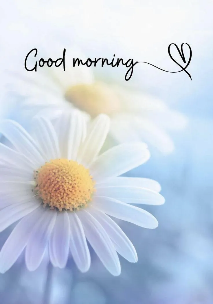 Daisy Bloom with Morning Vibes for a Fresh New Start