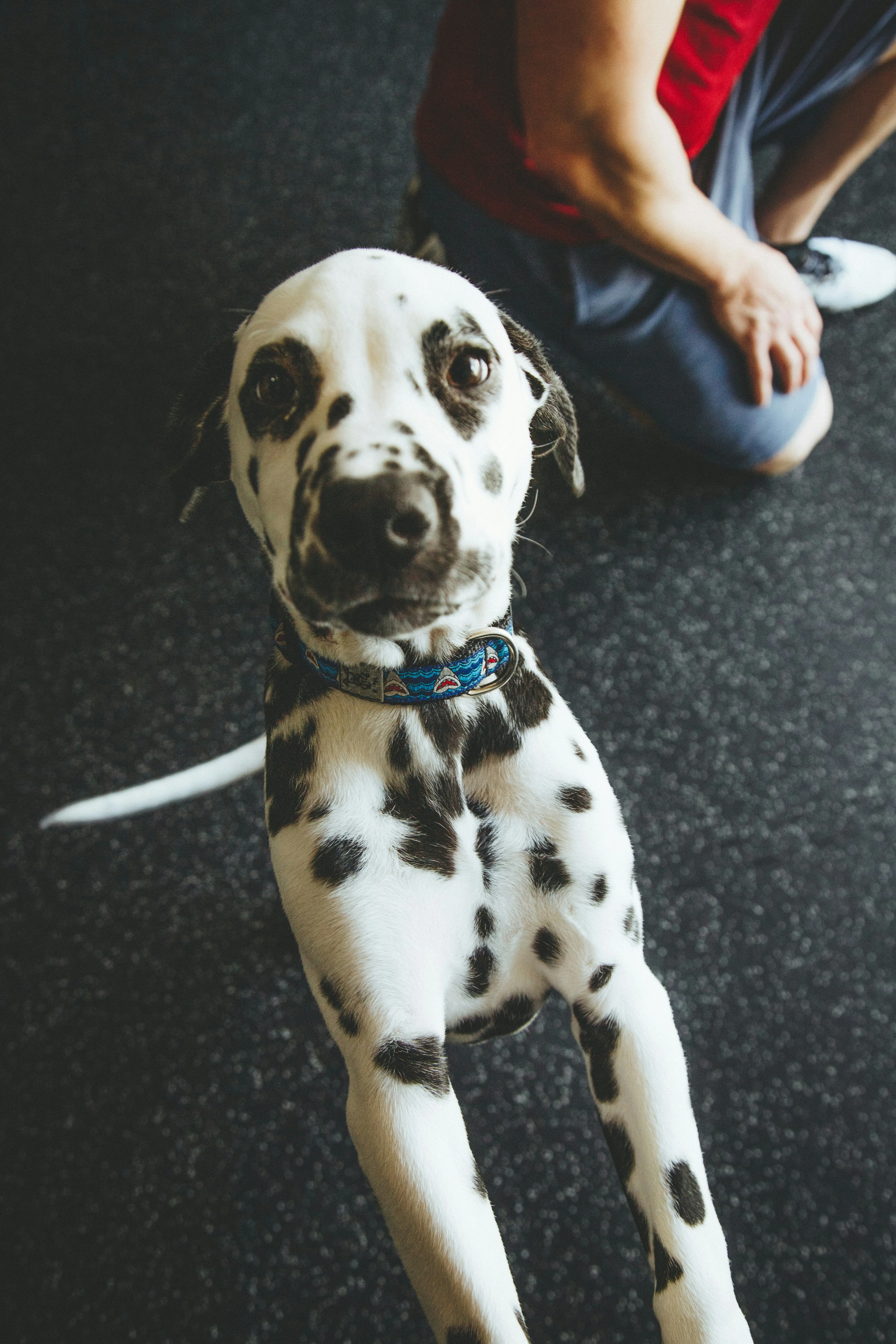 Dalmatian Puppy Looking Up with Playful Curiosity Wallpaper