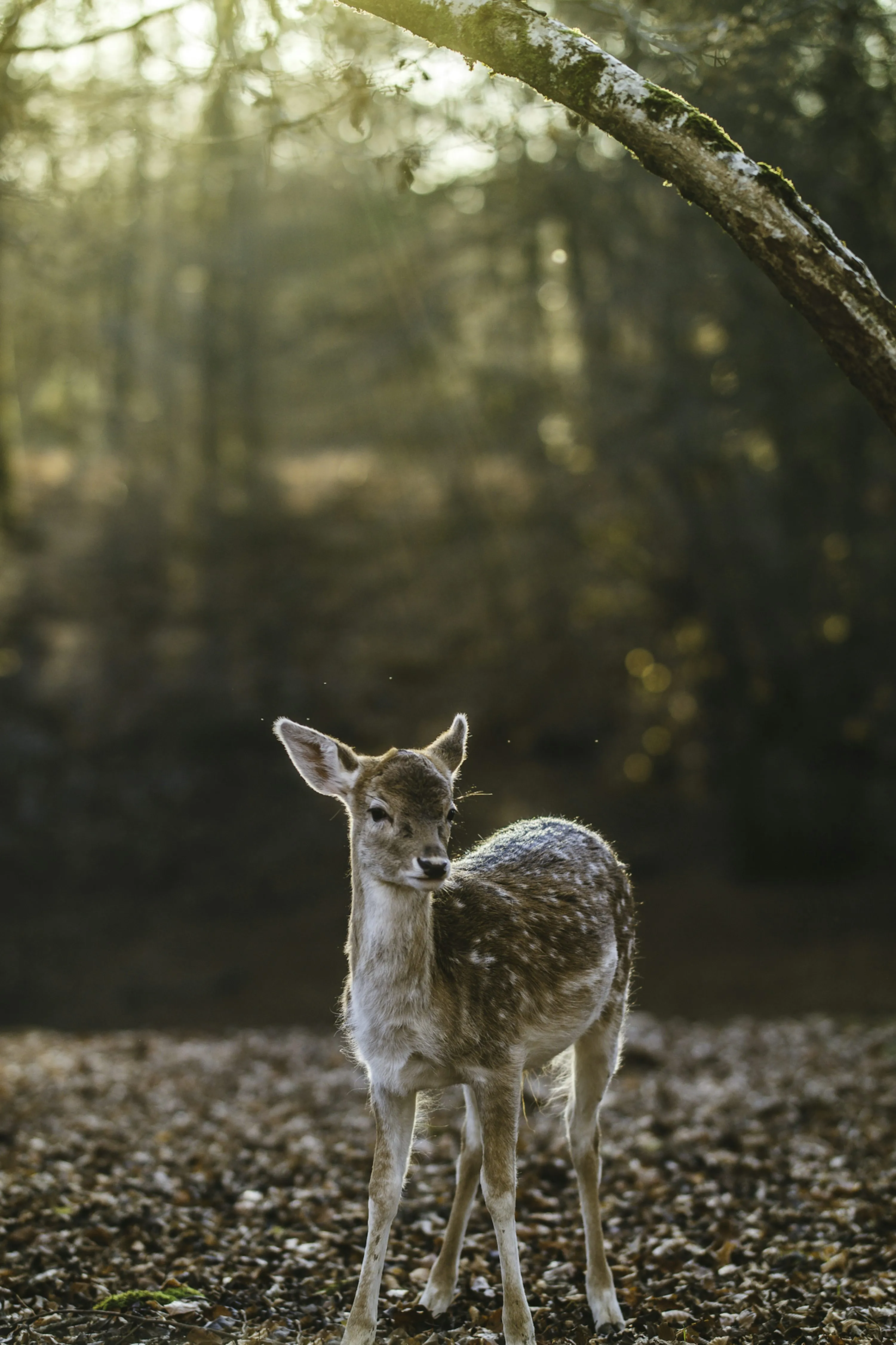 Deer in Nature Reflecting Calm and Gentle Love Wallpaper