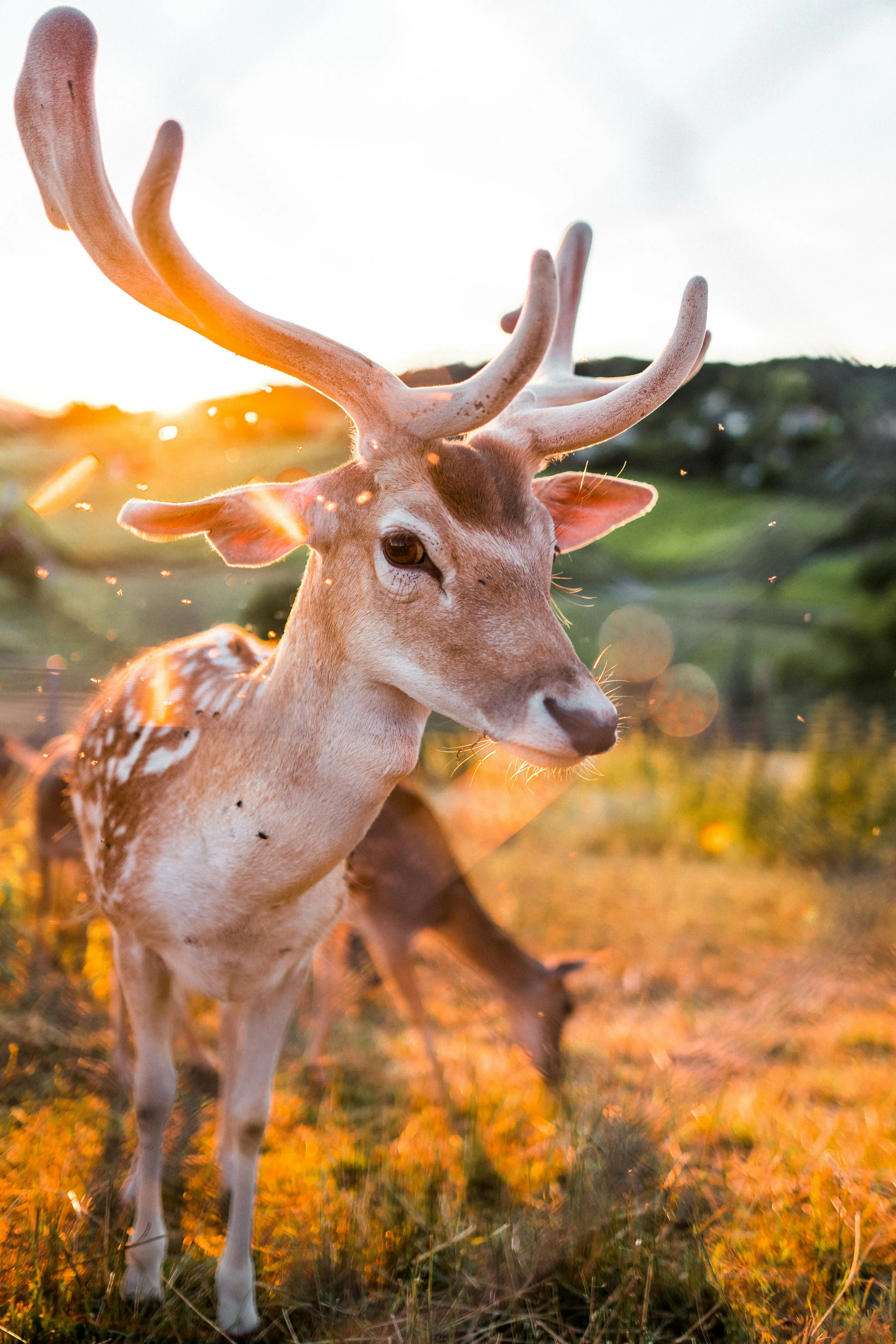 Deer Standing in Meadow Under Gentle Sunlight Wallpaper
