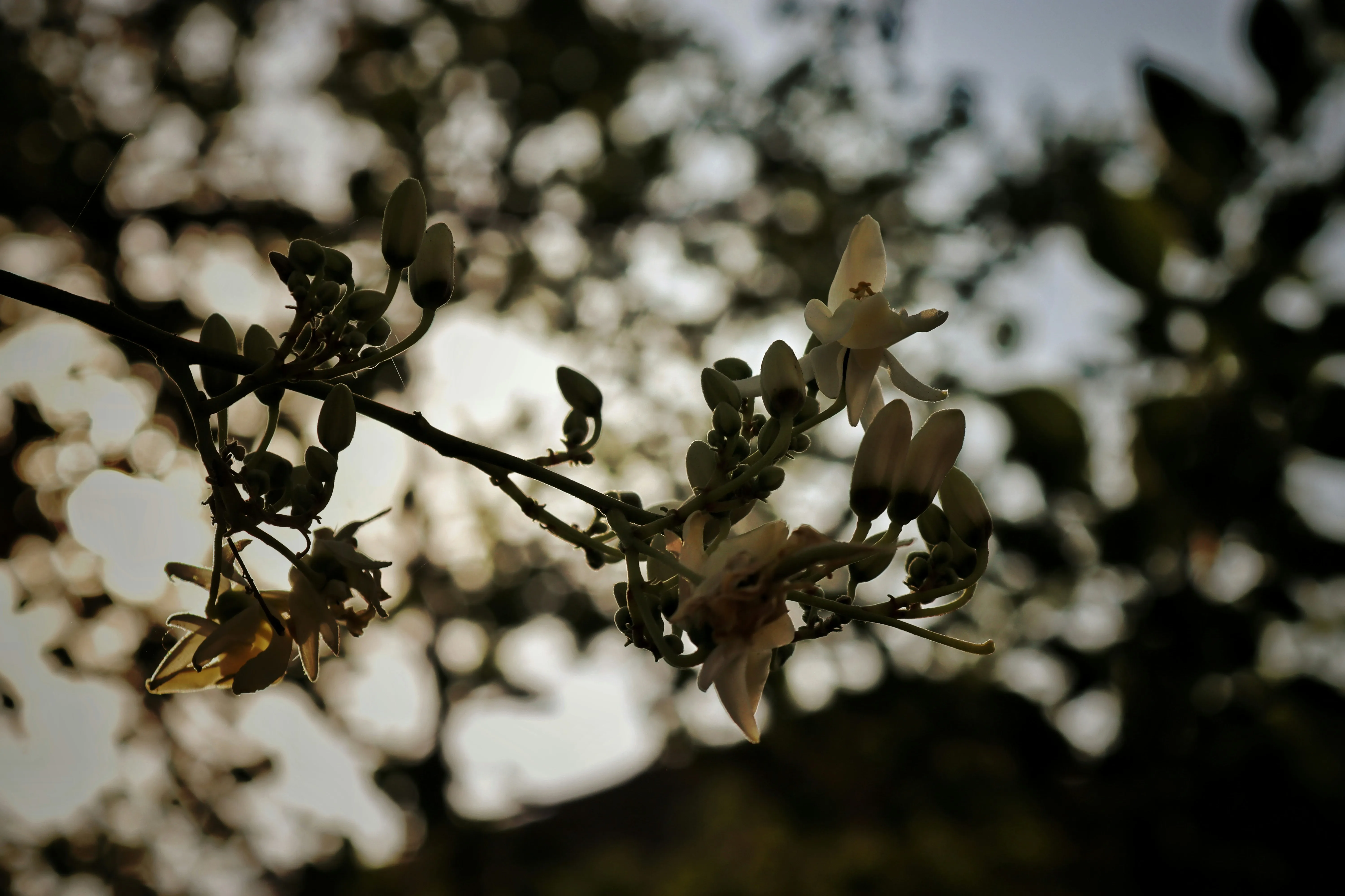 Delicate Blossoms Blooming on Tree Branch Wallpaper