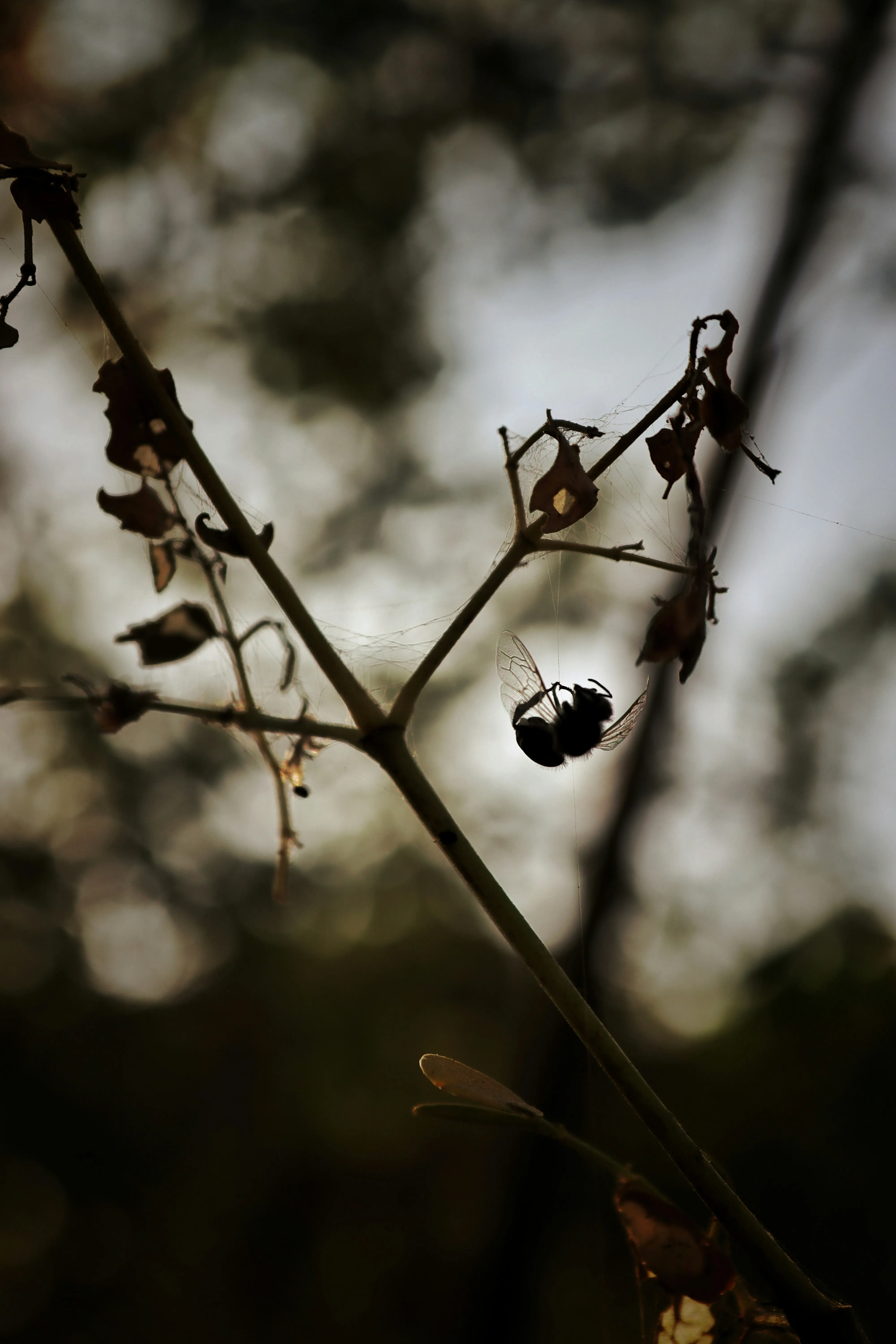 Dew Drops Hanging on Thin Tree Branch Morning Wallpaper