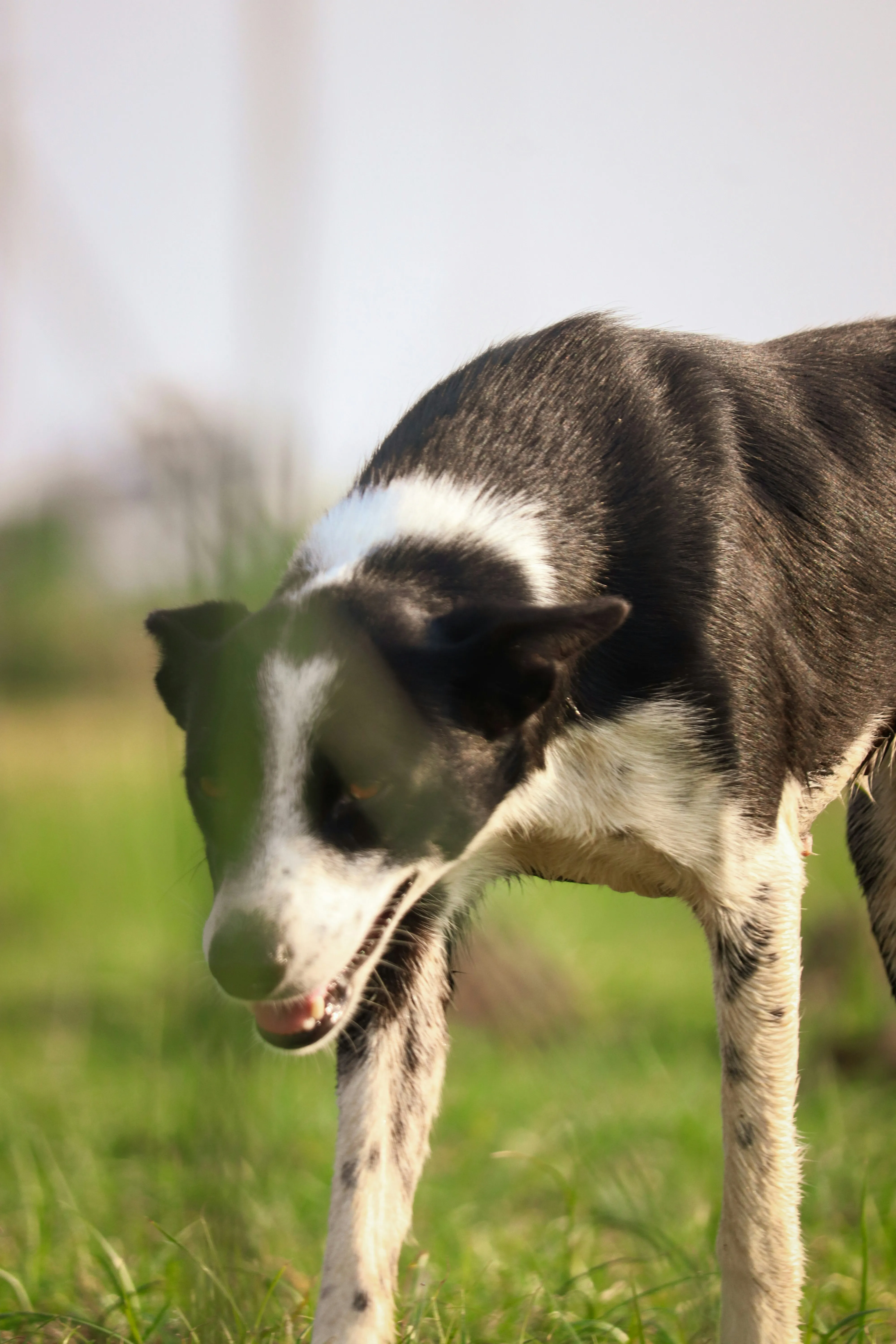 Dog Looking Down Showing Gentle Compassion Wallpaper