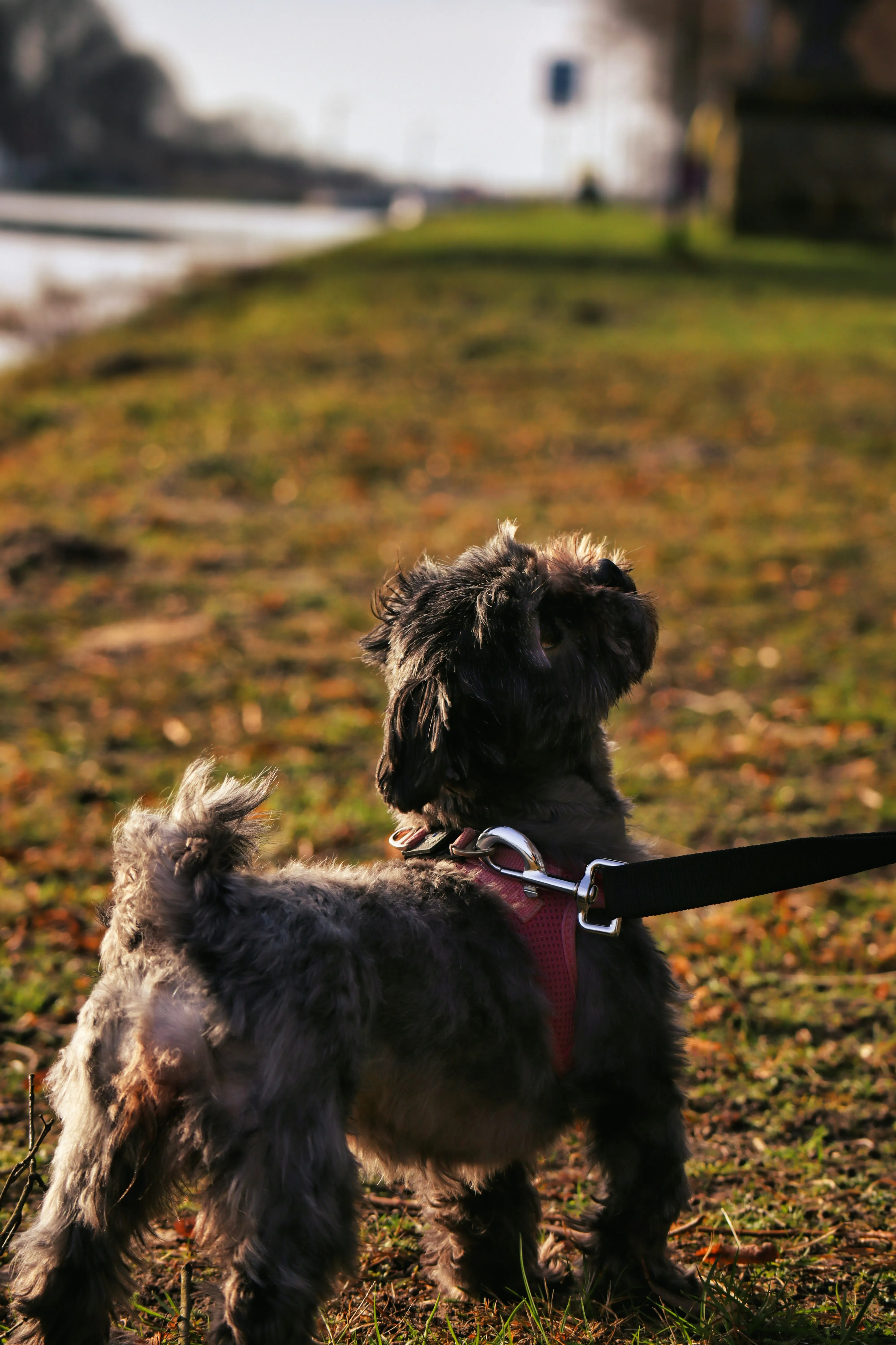 Dog Standing on Pathway Surrounded by Autumn Leaves