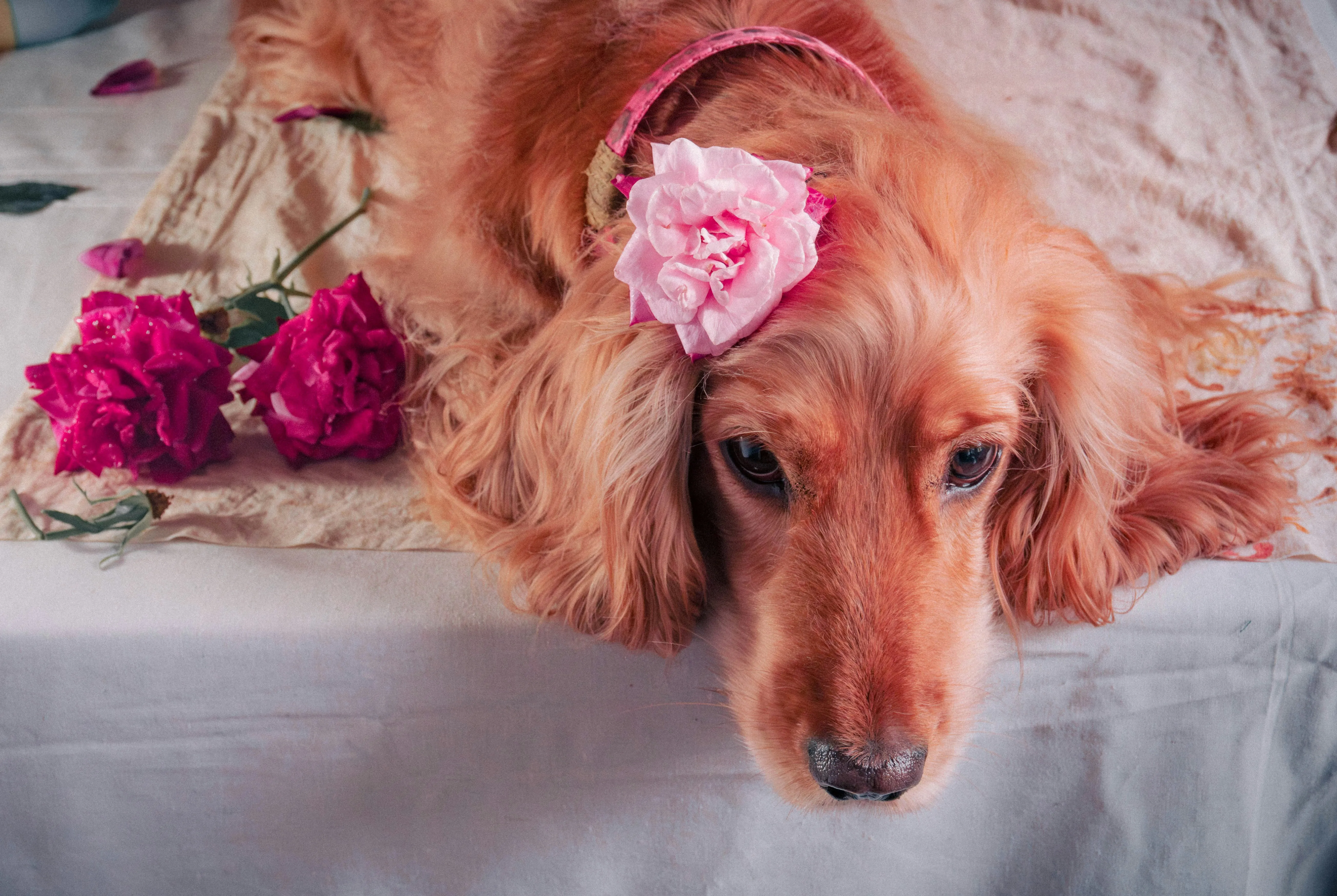 Dog with Flower Crown Showing Sweet Affection Wallpaper