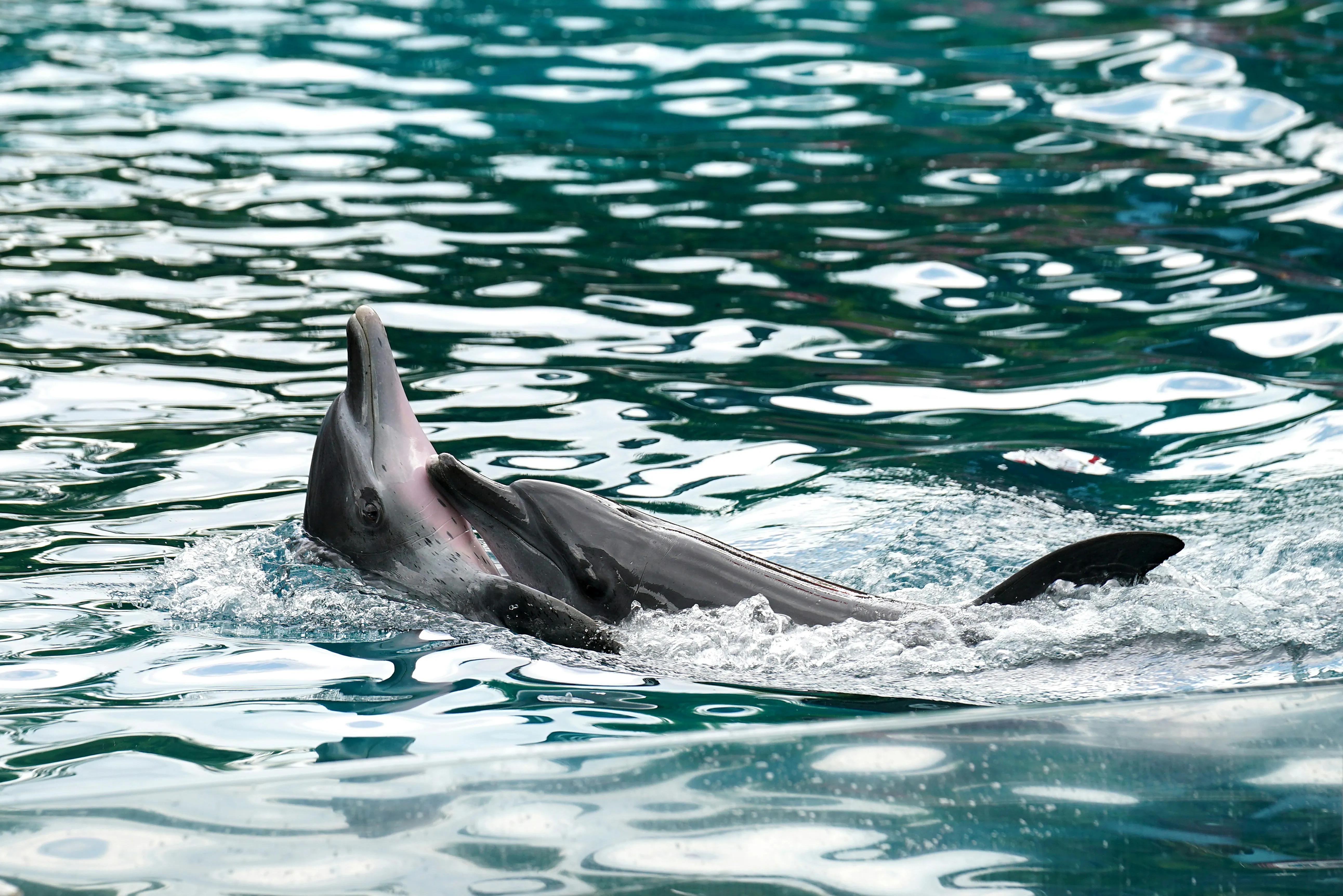 Dolphin Gliding Gracefully Across Clear Blue Water