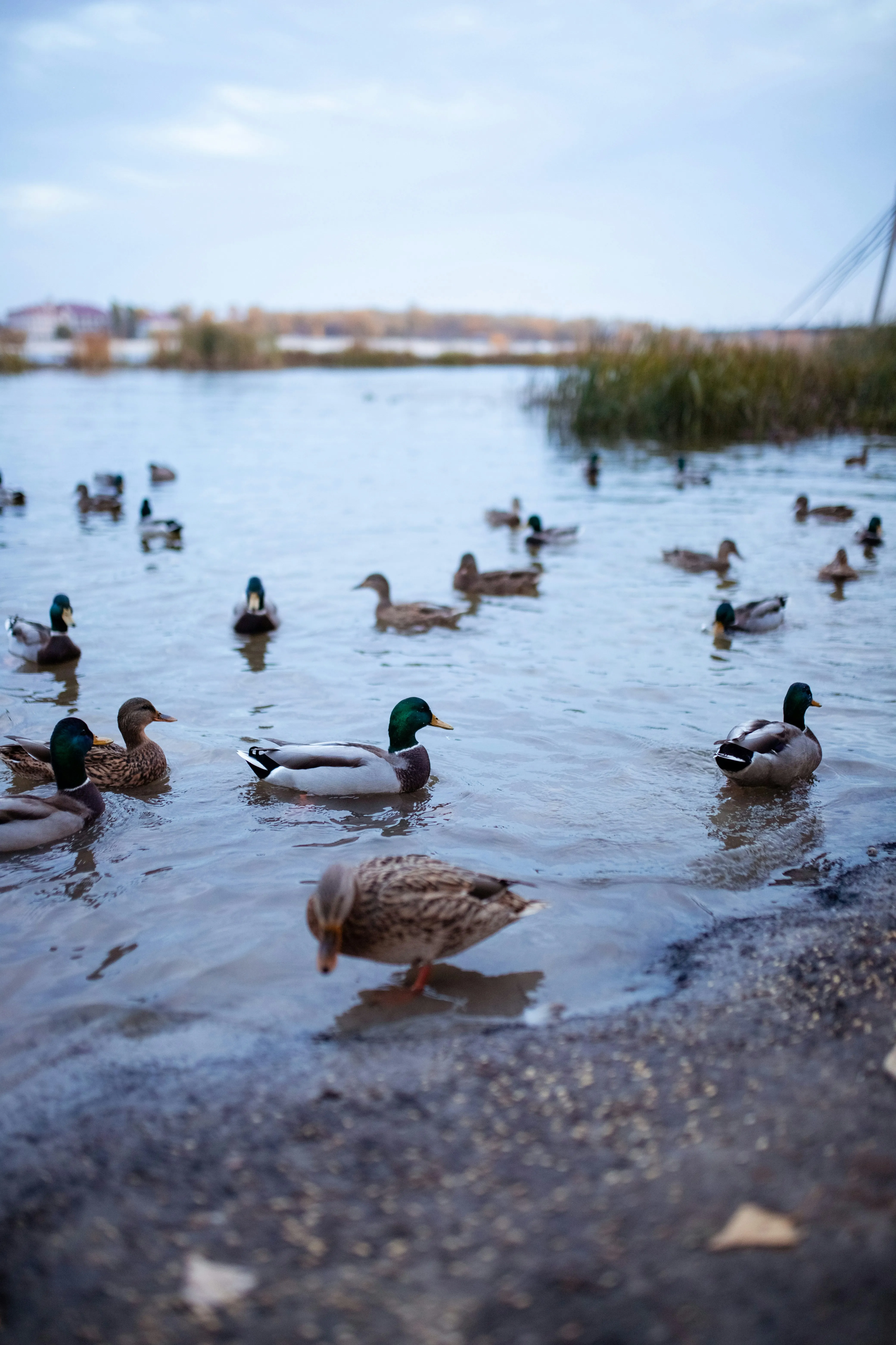 Ducks Swimming Peacefully in Shallow Lake Water Wallpaper