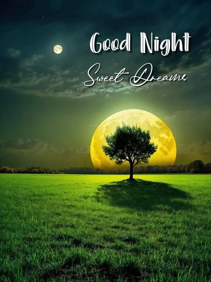 Early Sunlight Over Trees Giving a Warm Good Night