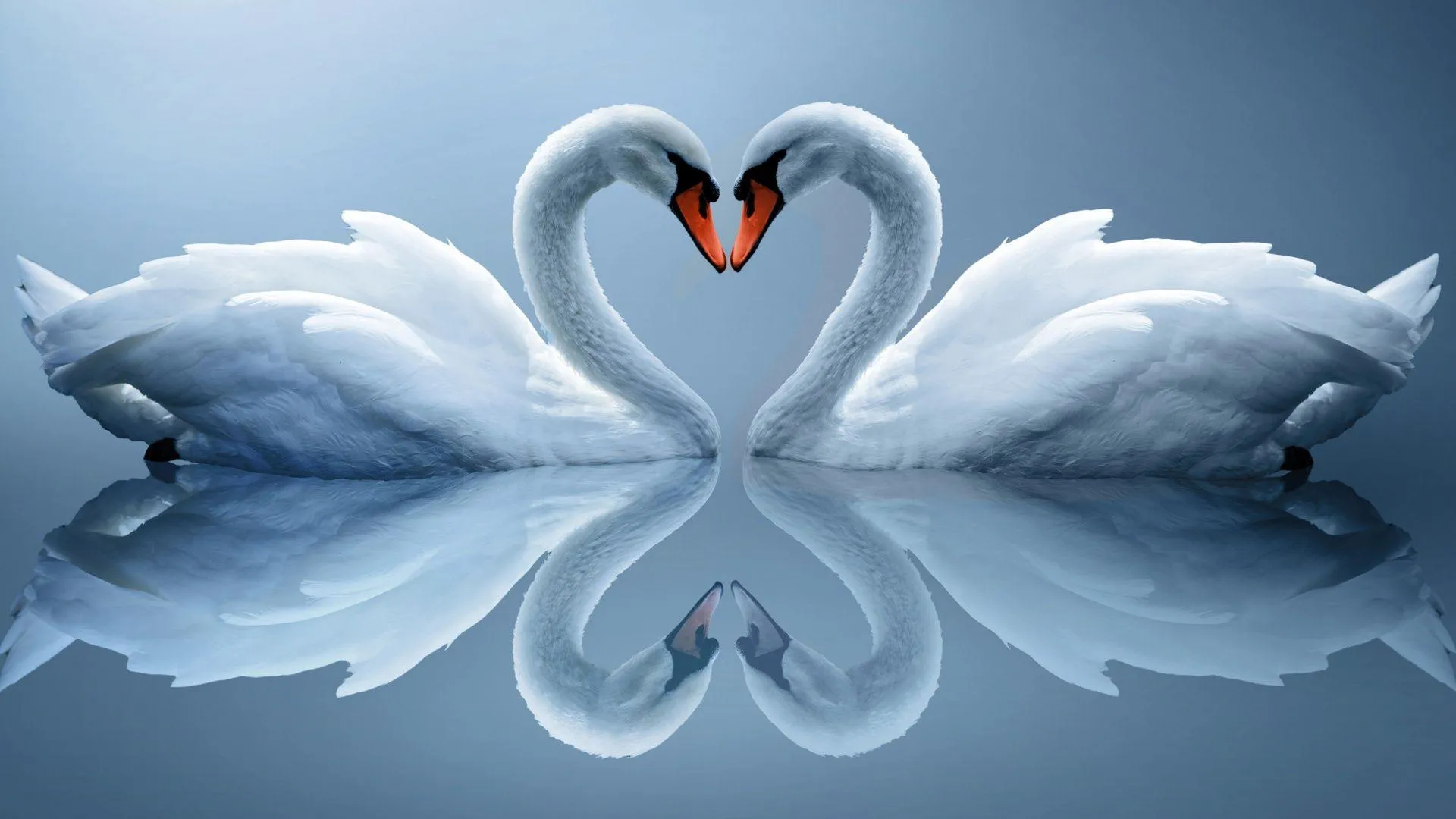 Elegant Swan Shaped Heart of Peaceful Devotion Wallpaper