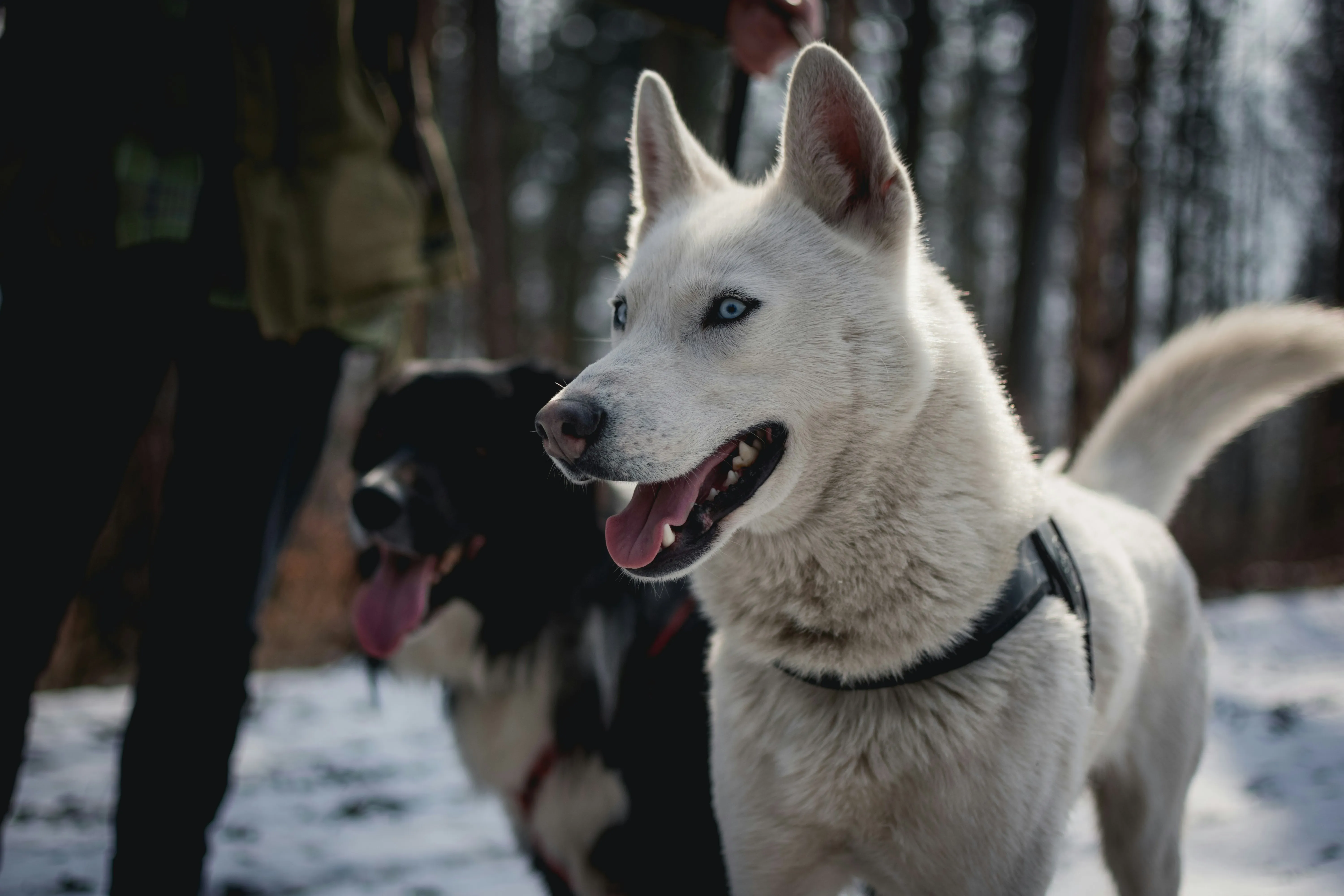 Energetic Huskies Enjoy a Winter Walk in the Forest