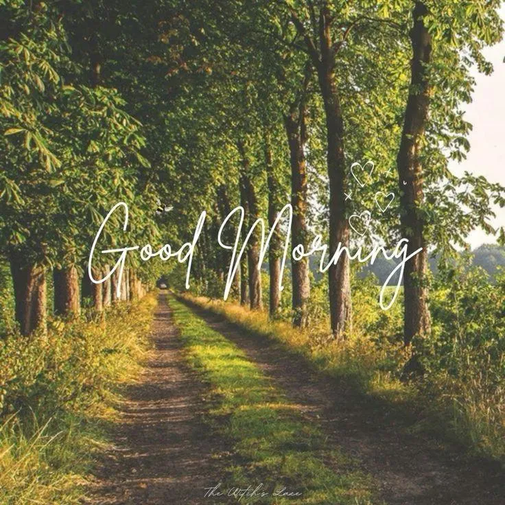 Enjoy Natures Beauty with Peaceful Morning Scenes Image