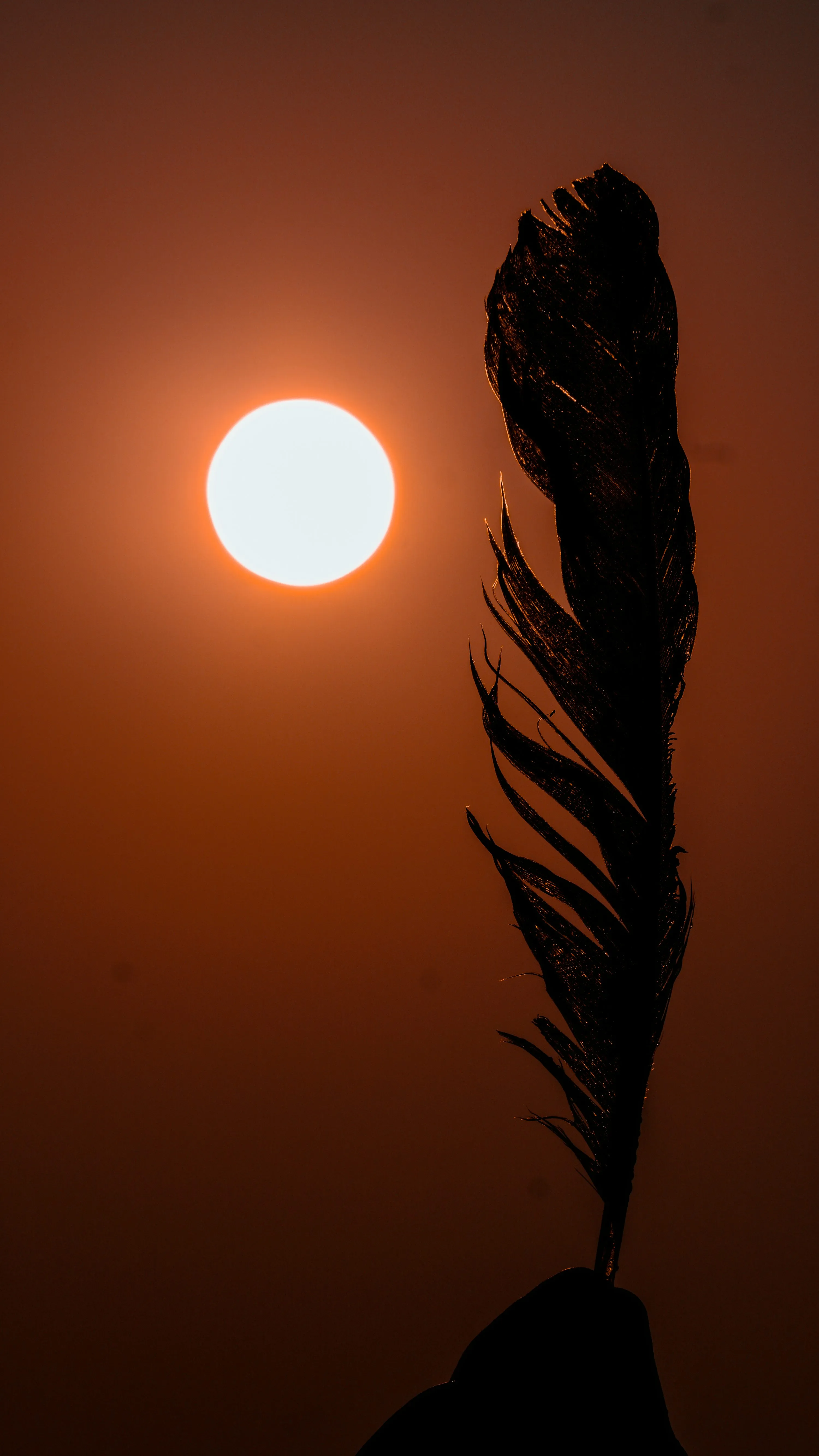 Evening Sunset Light Shining Through Gentle Leaves