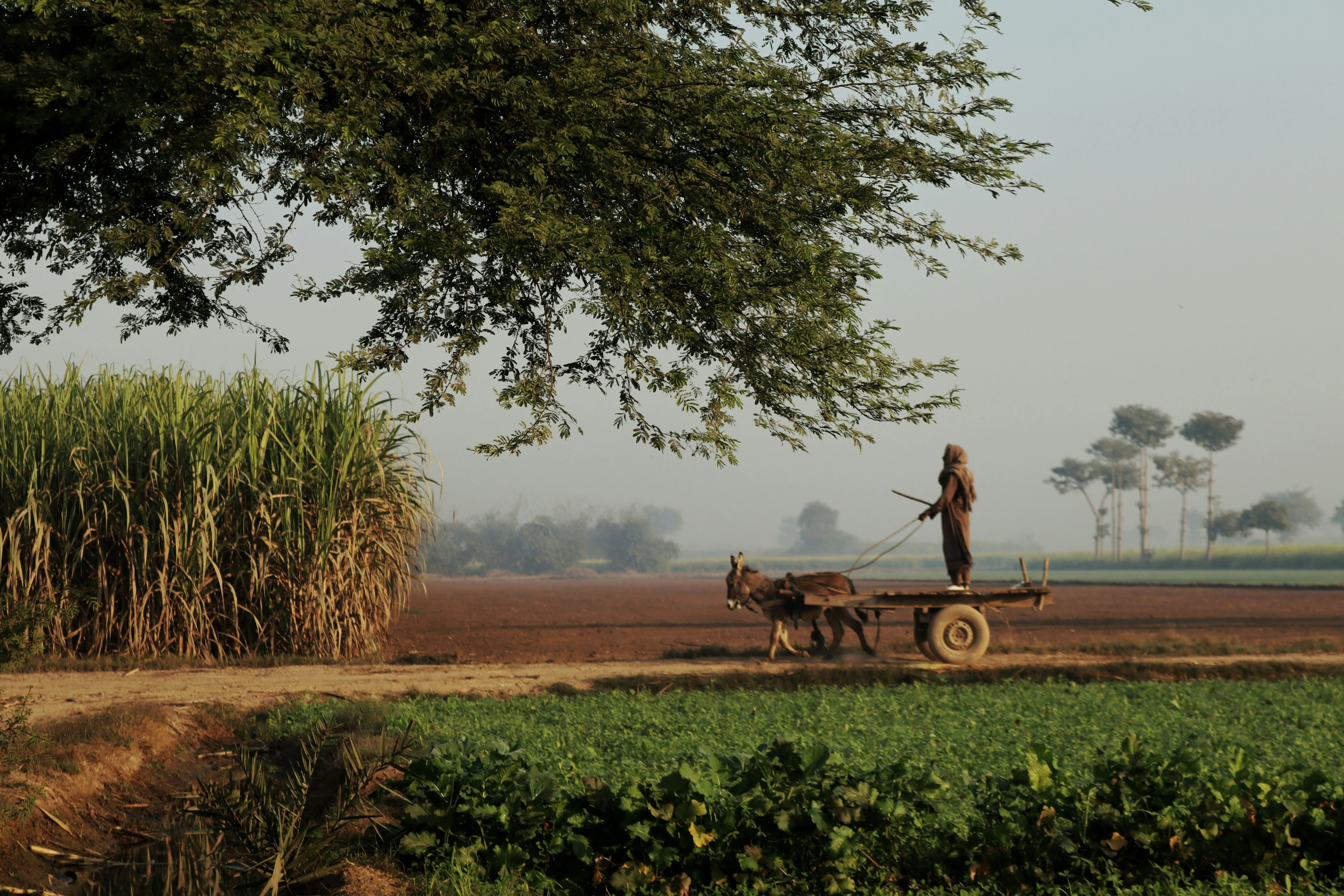 Farmer Working in a Peaceful Countryside Field Wallpaper