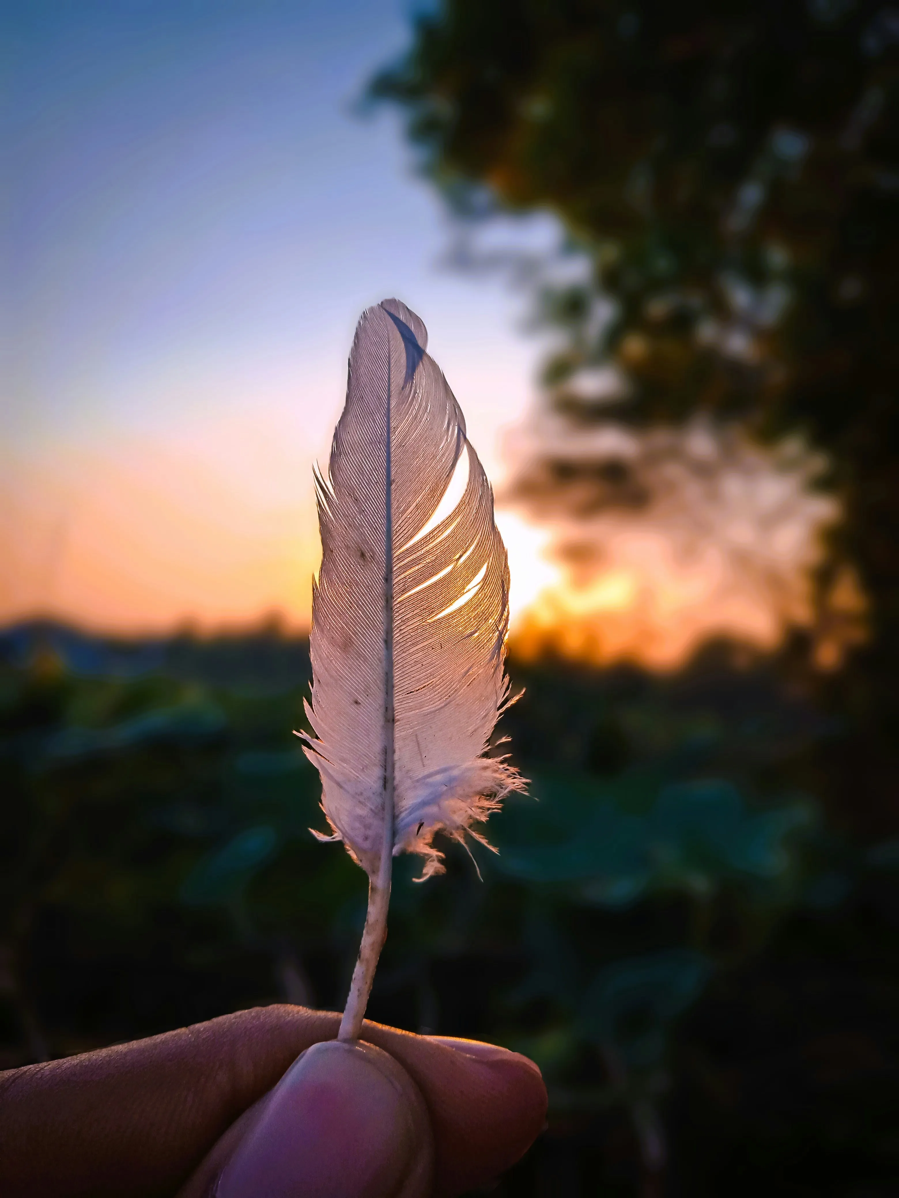 Feather with Sunset Light Reflecting Hope and Love Wallpaper