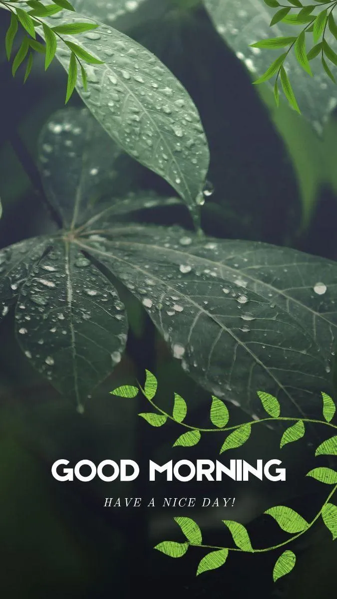 Fern Leaves Inspire You to Begin with Nature and Calm