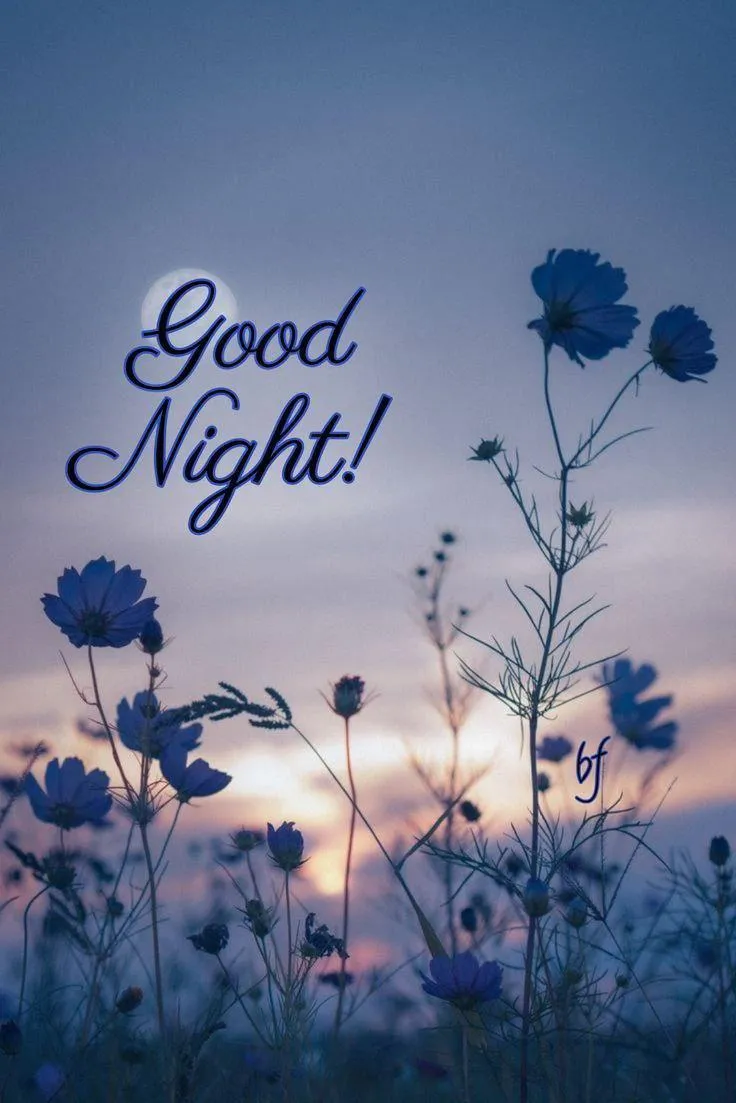 Field of Flowers Good Night Text Card Free Wallpaper