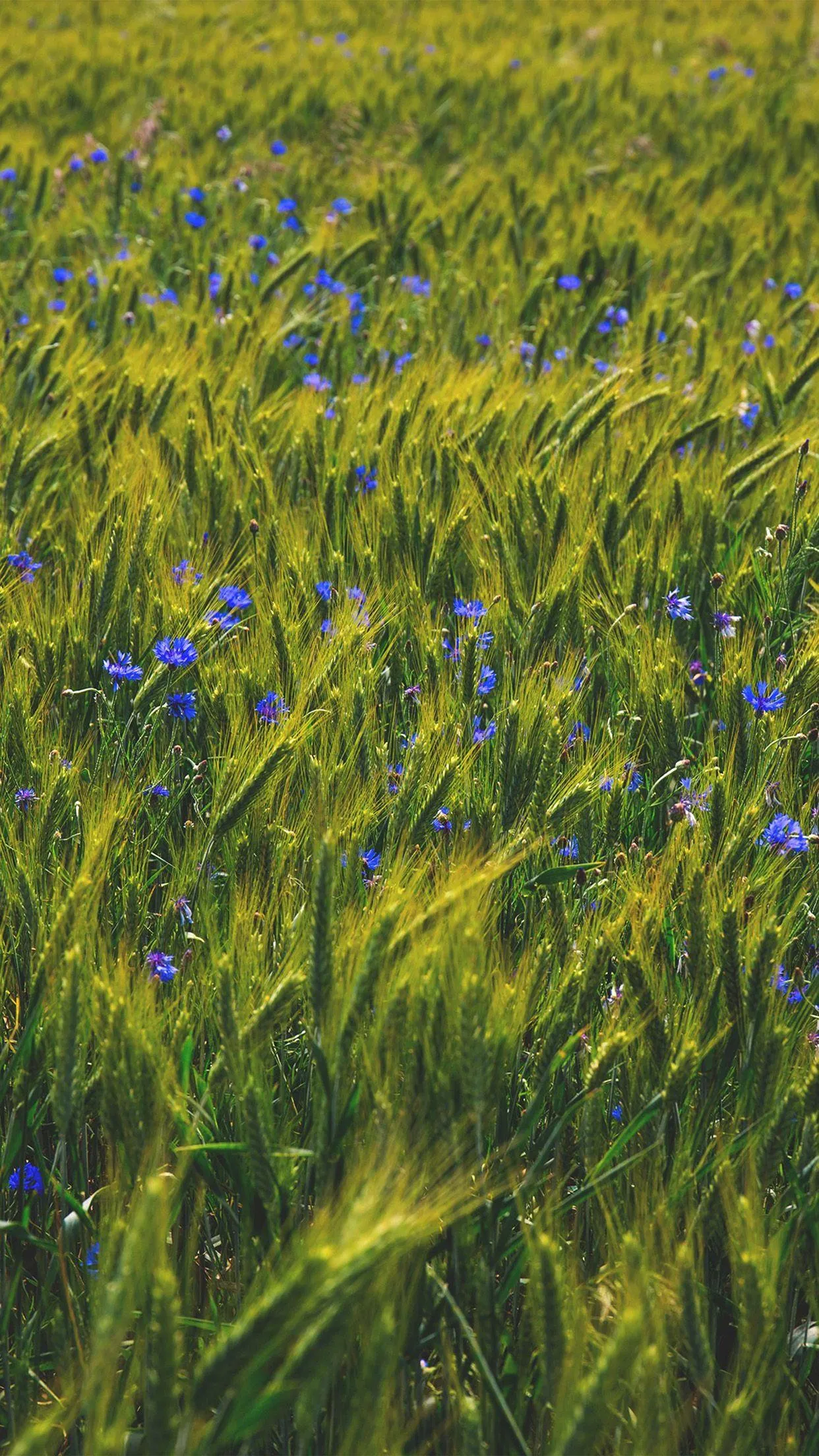 Field of Grass Showing Simplicity and Serenity Wallpaper