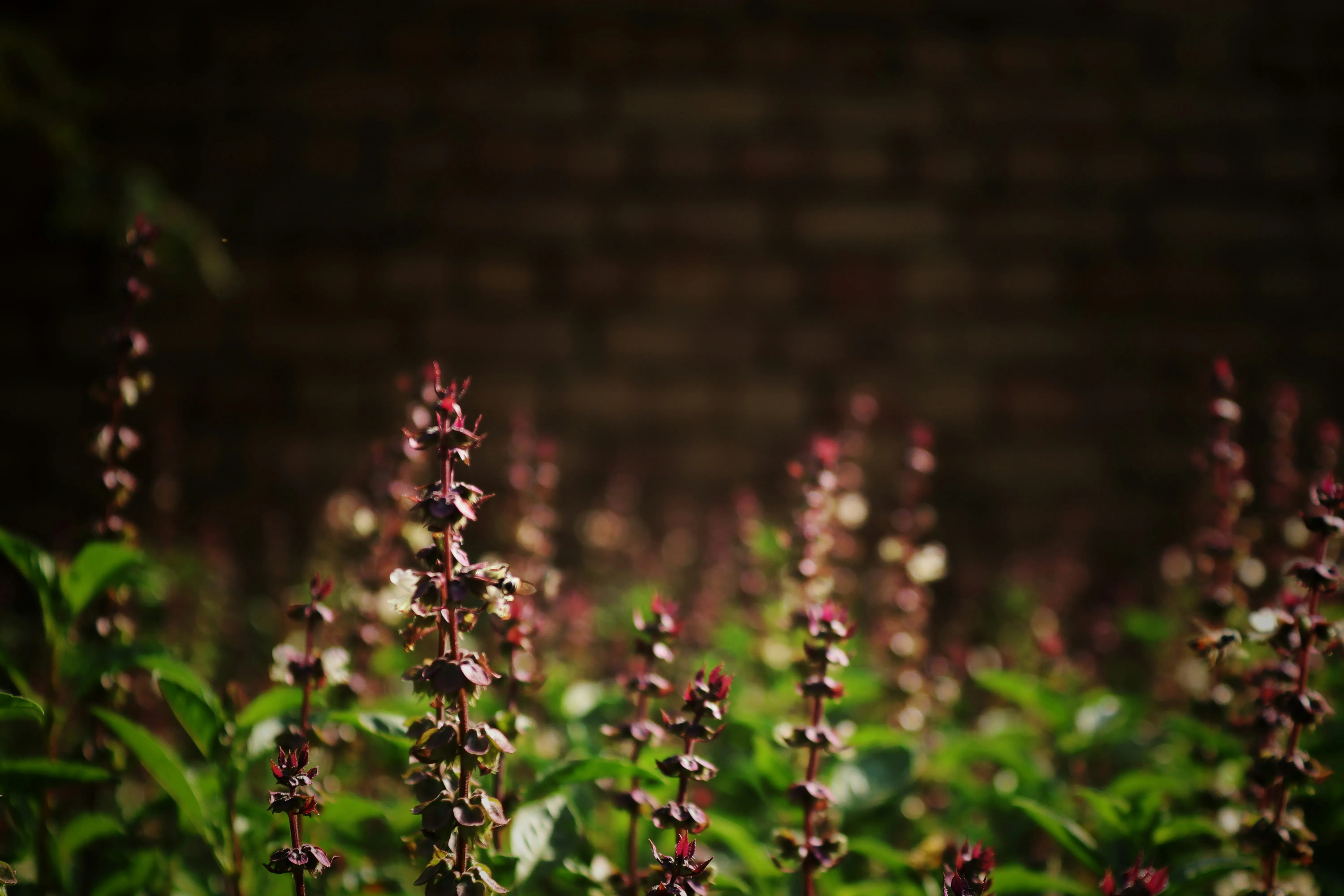 Flowers Blooming in Evening Light of Romance Wallpaper