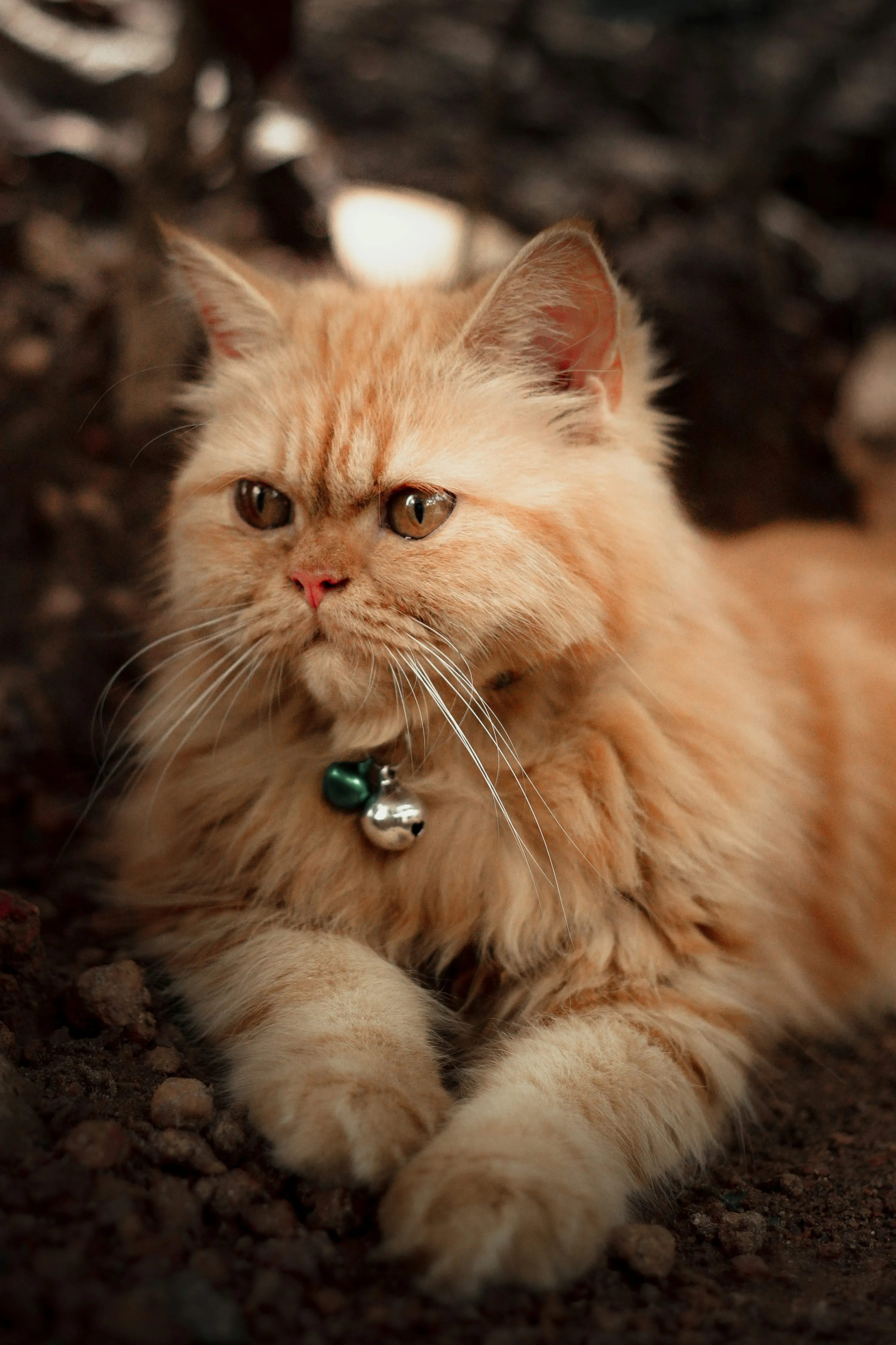 Fluffy Orange Cat Sitting Among Dry Autumn Leaves Wallpaper
