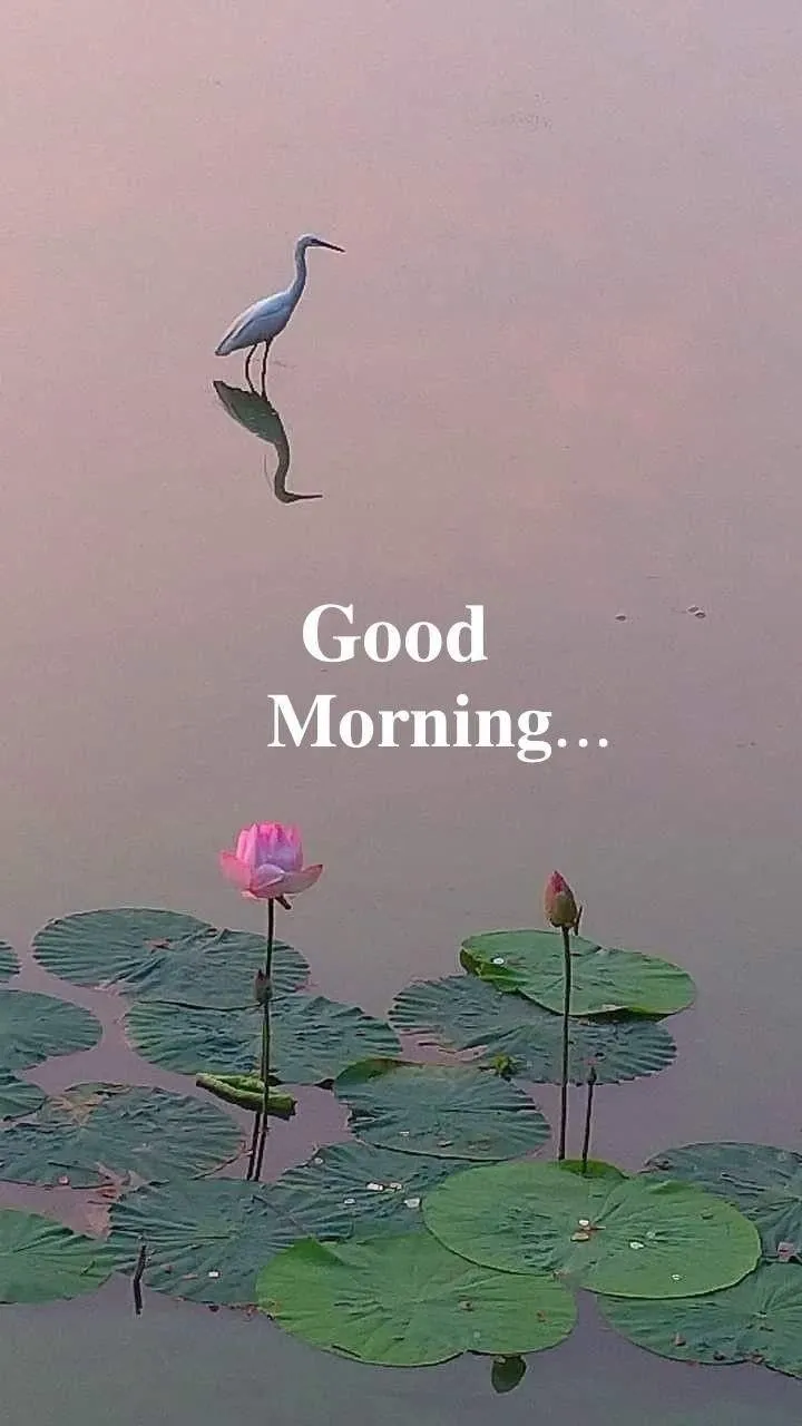 Flying Birds and Nature Scene for a Peaceful Morning