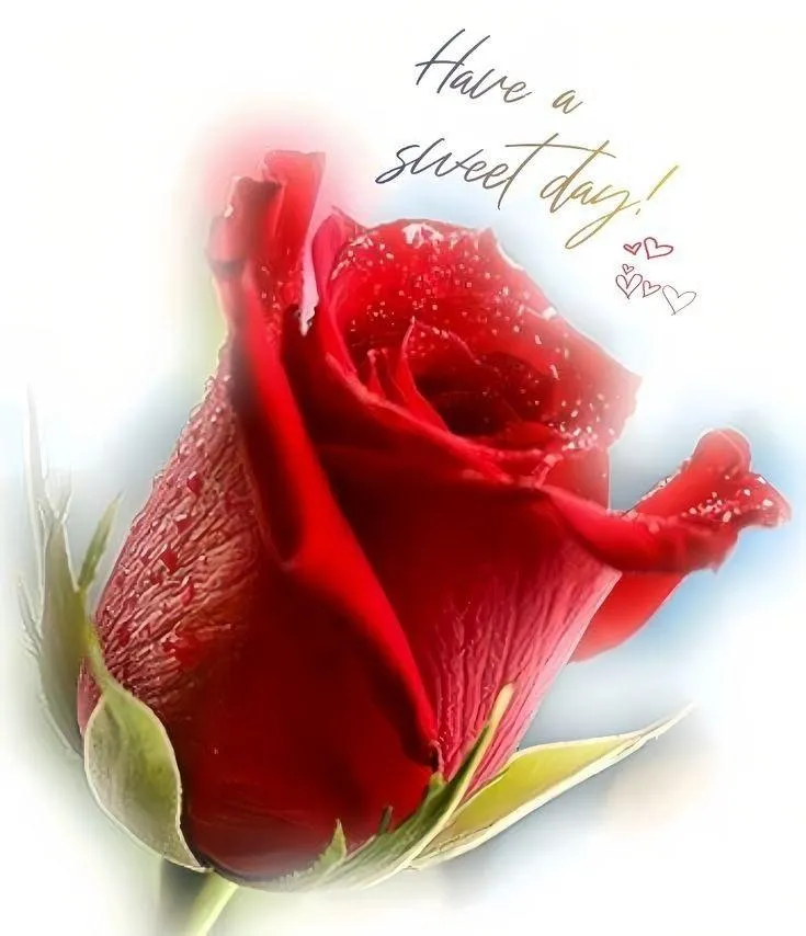 For You Red Rose on White Background with Text Image